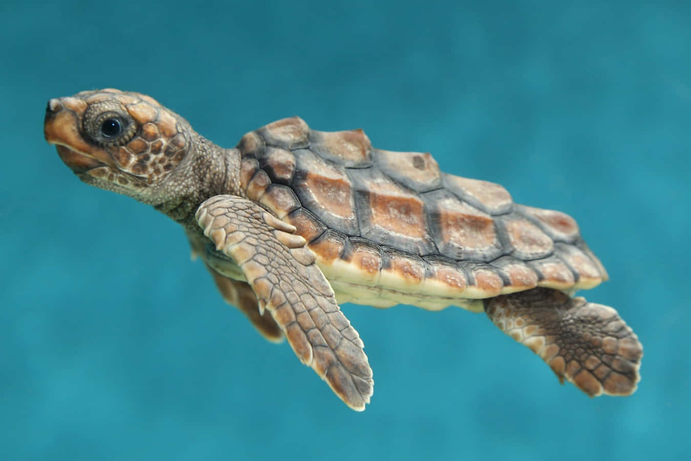 Una pequeña y adorable tortuga marina mirando hacia la cámara Fondos de pantalla
