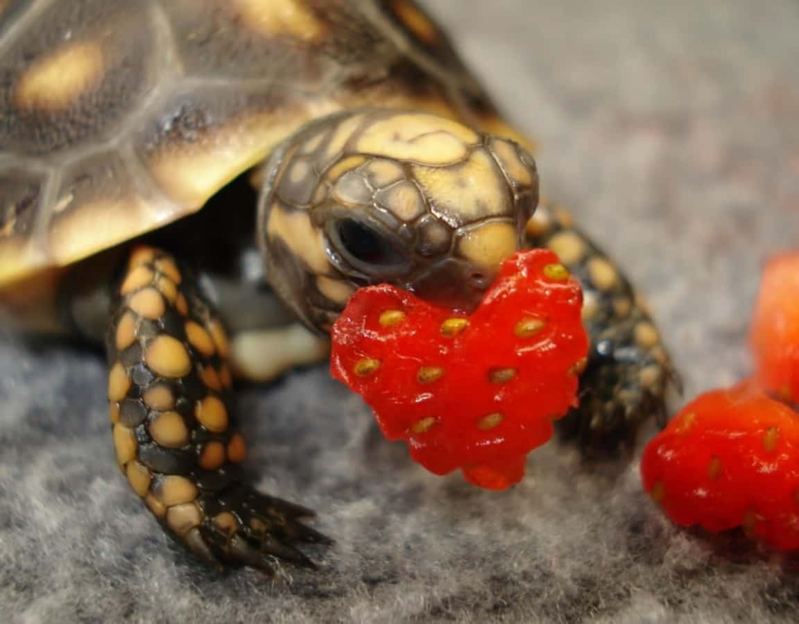Una pequeña y linda tortuga admirando el mundo Fondos de pantalla