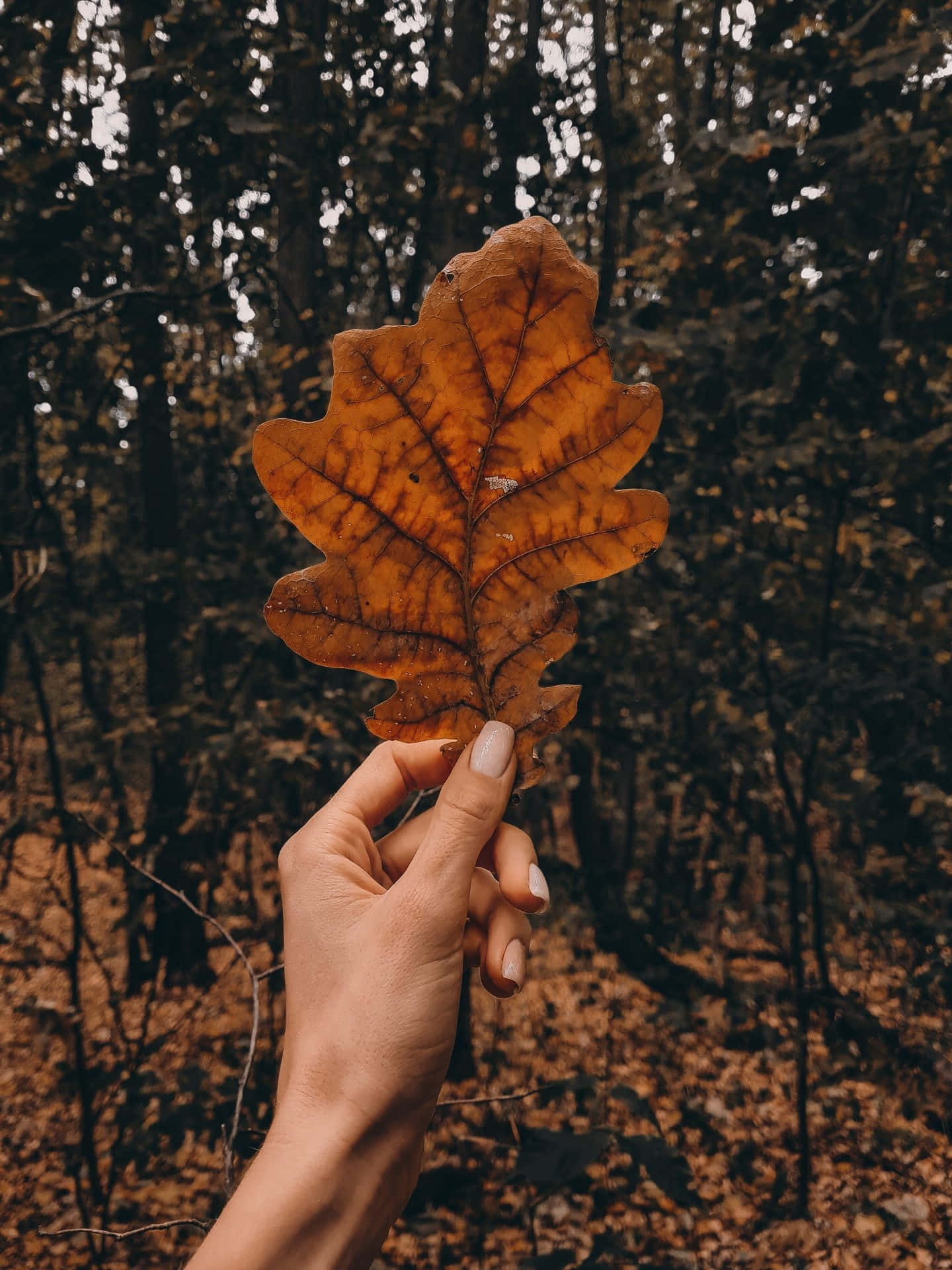 Una persona sosteniendo una hoja en el bosque Fondos de pantalla