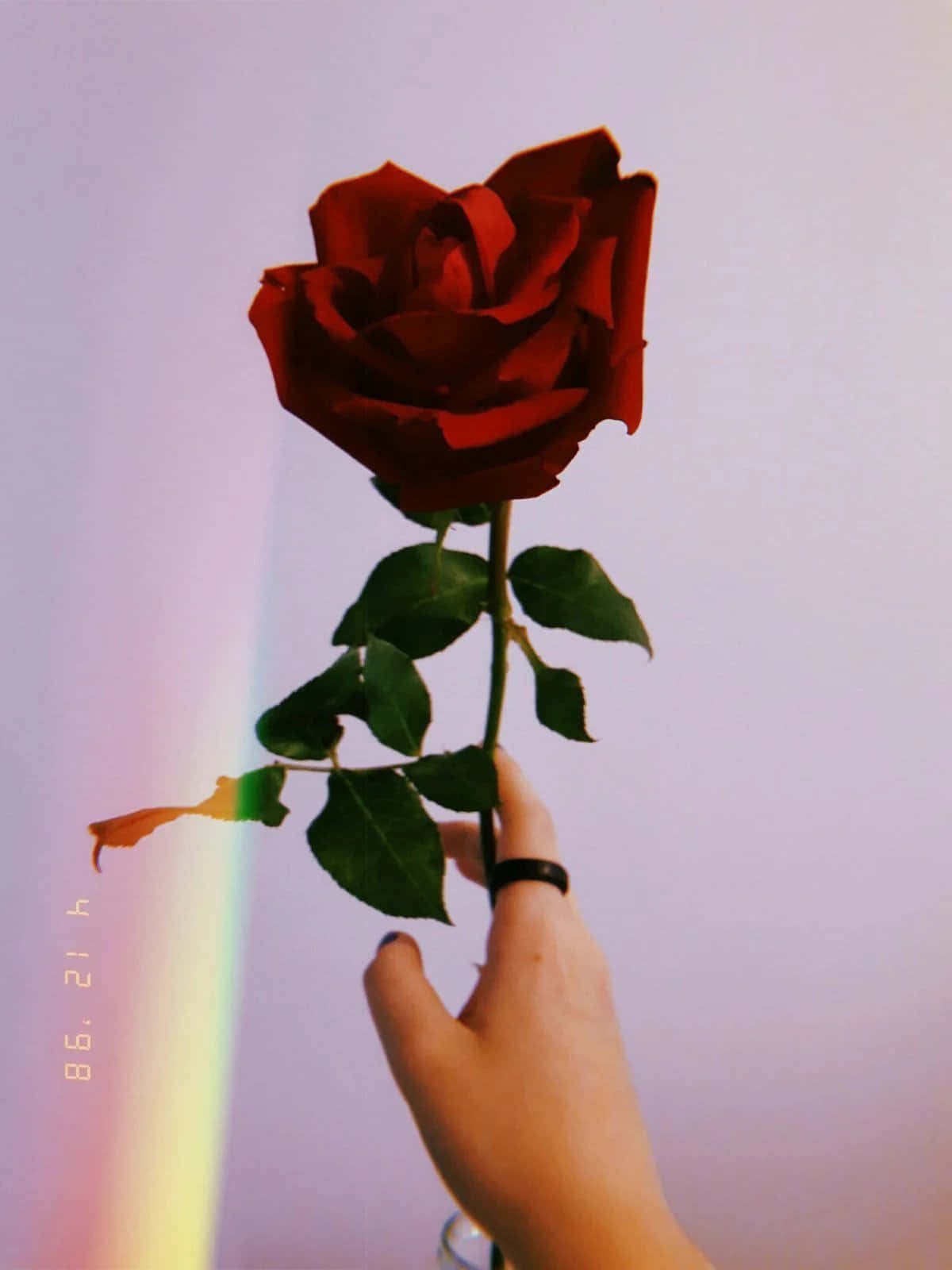 una persona sosteniendo una rosa roja con un arcoíris al fondo Fondos de pantalla