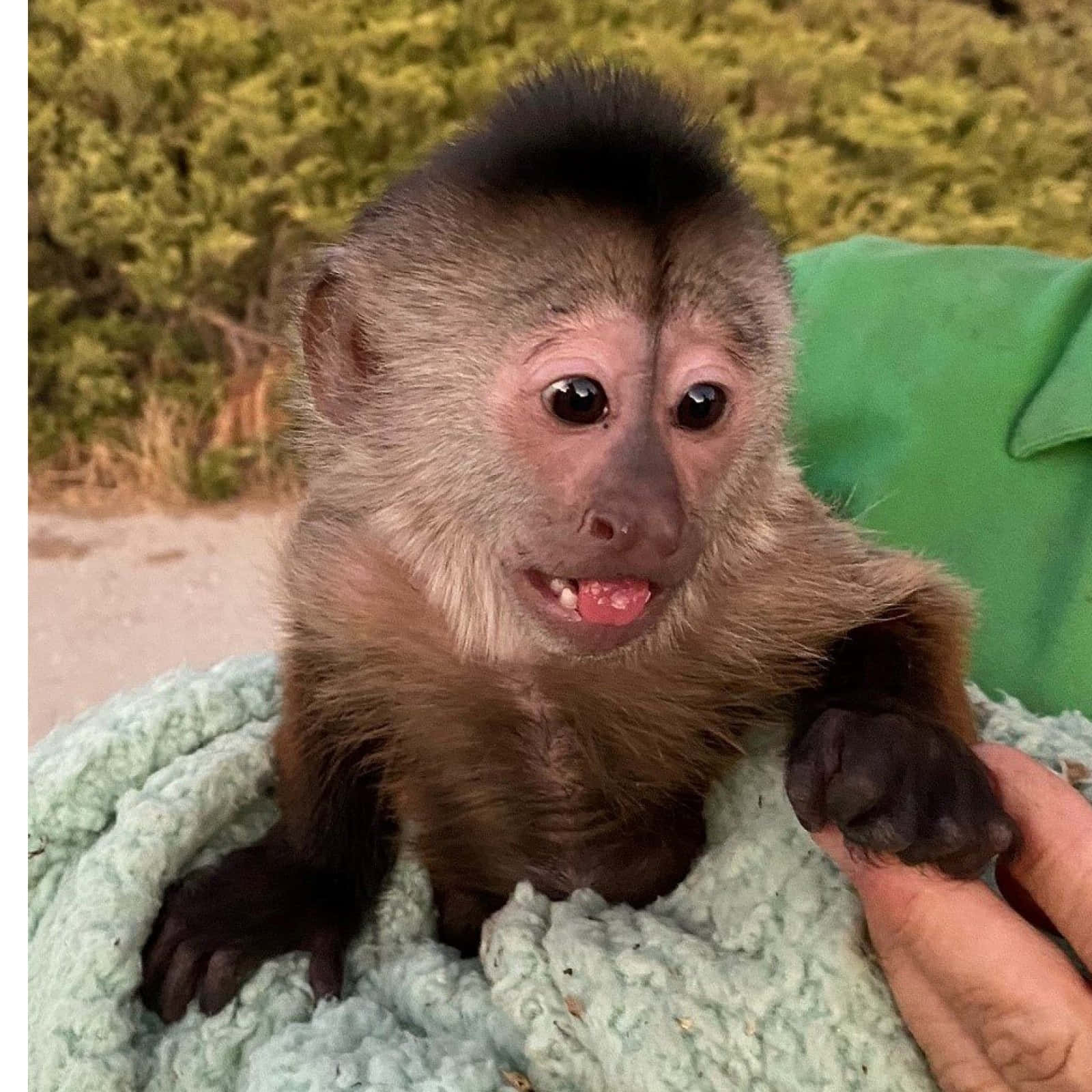 Una persona sostiene a un pequeño mono Fondos de pantalla