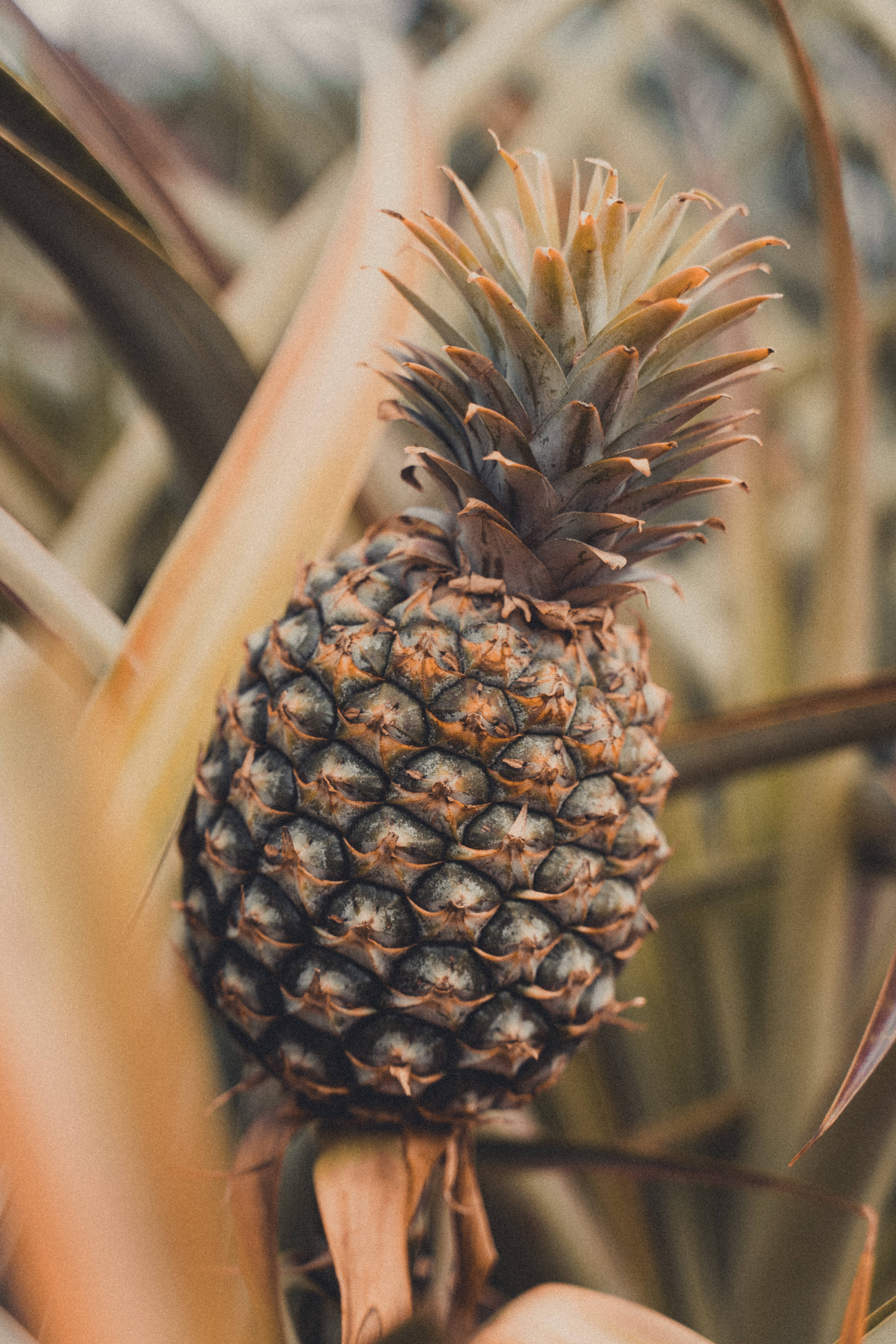 Una piña madura en el trópico Fondos de pantalla