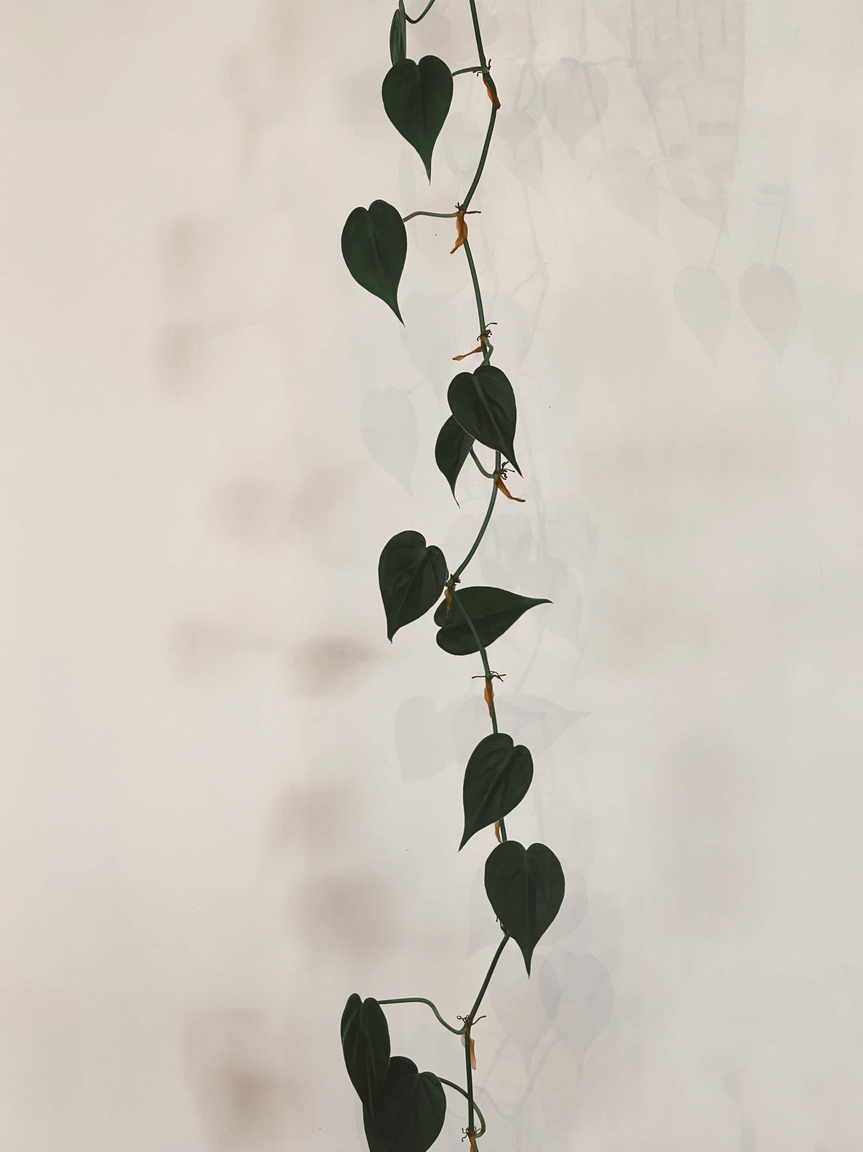 Una planta colgante con hojas Fondos de pantalla
