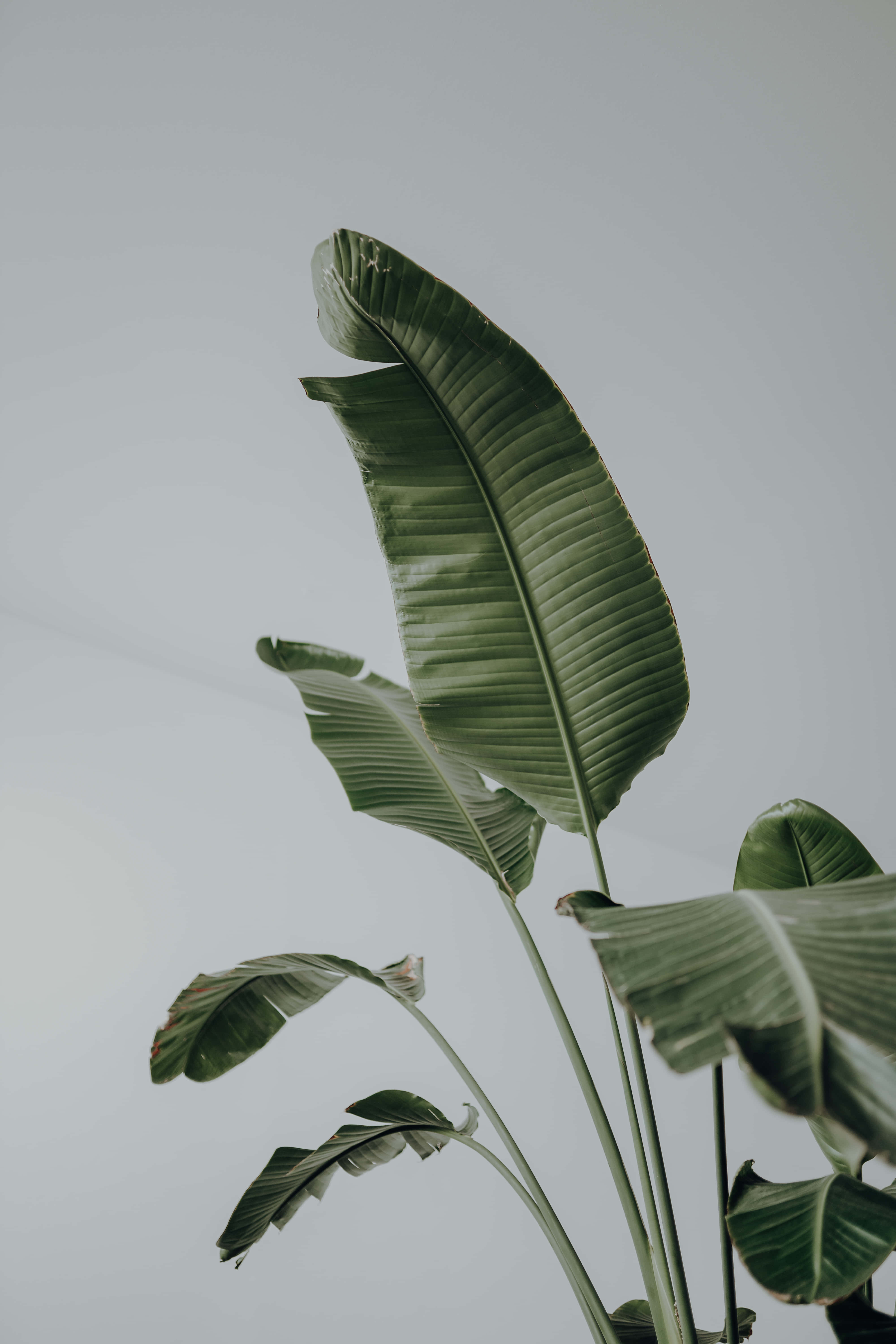 una planta con hojas en un jarrón blanco Fondos de pantalla