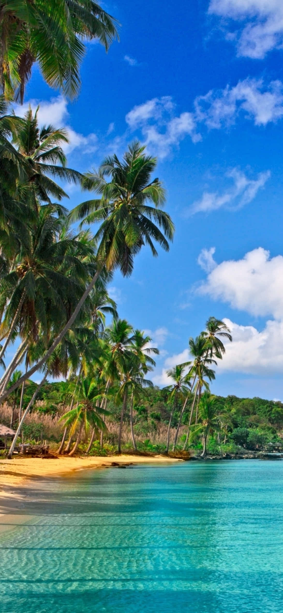 una playa con palmeras y agua azul Fondos de pantalla