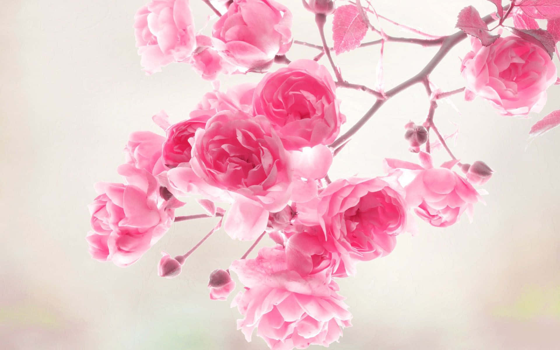 Una primavera de suaves flores rosadas Fondos de pantalla