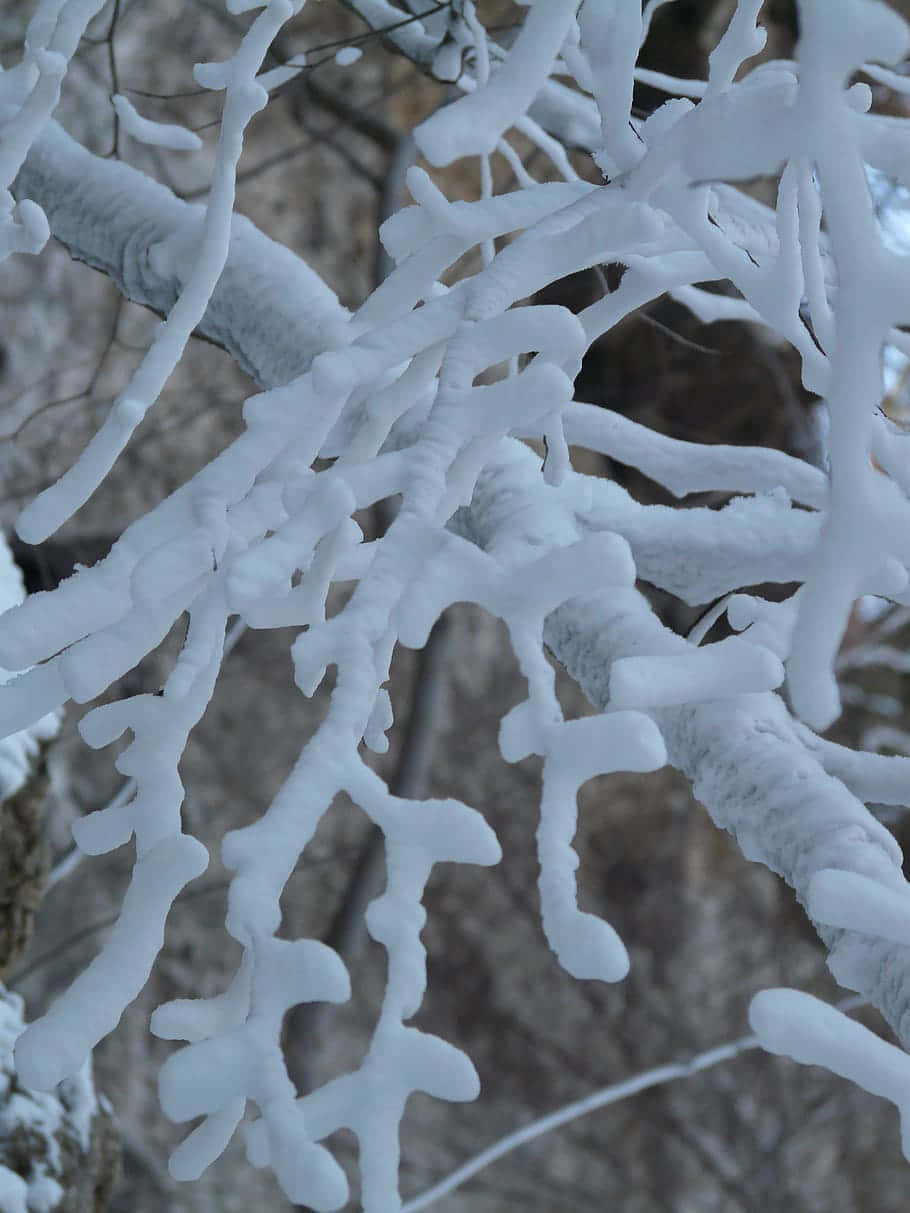 una rama de árbol cubierta de nieve Fondos de pantalla