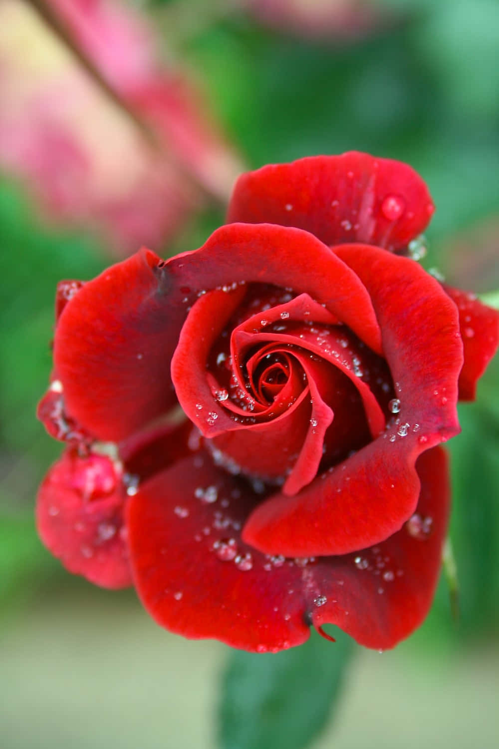 Una rosa amarilla brillante en plena floración rodeada de sus exuberantes pétalos verdes Fondos de pantalla