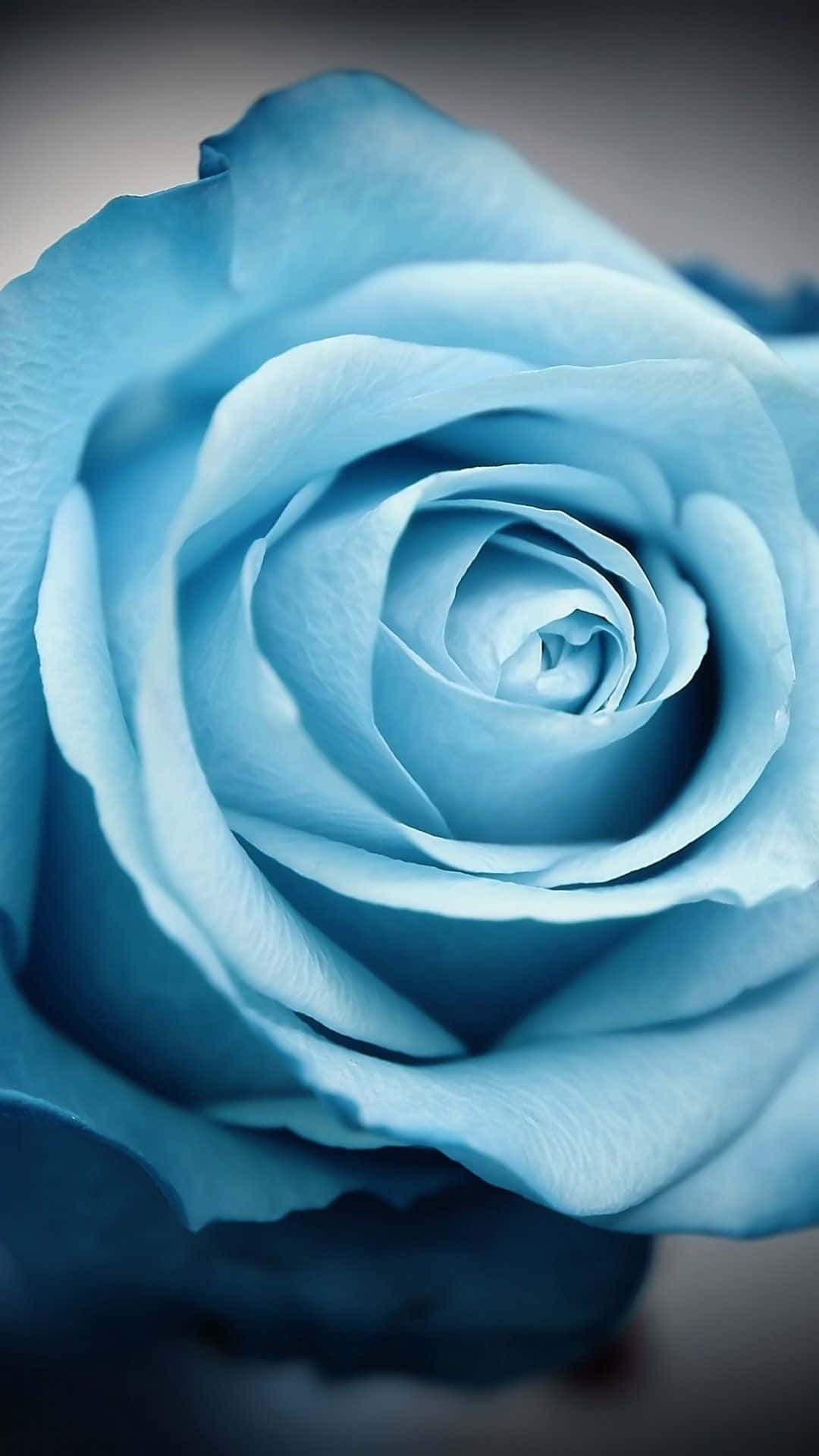 una rosa azul se muestra sobre un fondo negro Fondos de pantalla