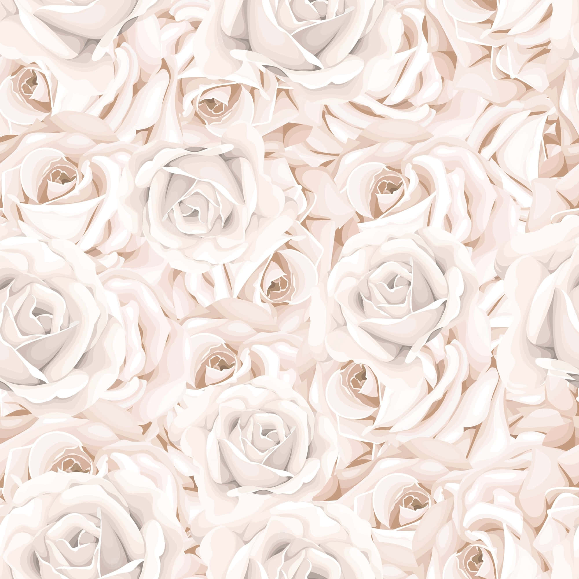 Una rosa blanca en plena floración, en paz Fondos de pantalla