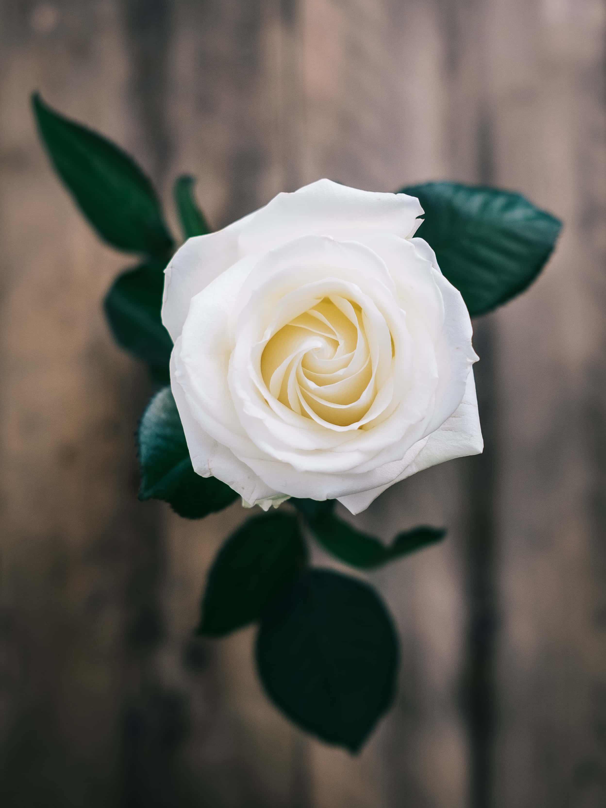 Una rosa blanca solitaria frente a un fondo abstracto Fondos de pantalla