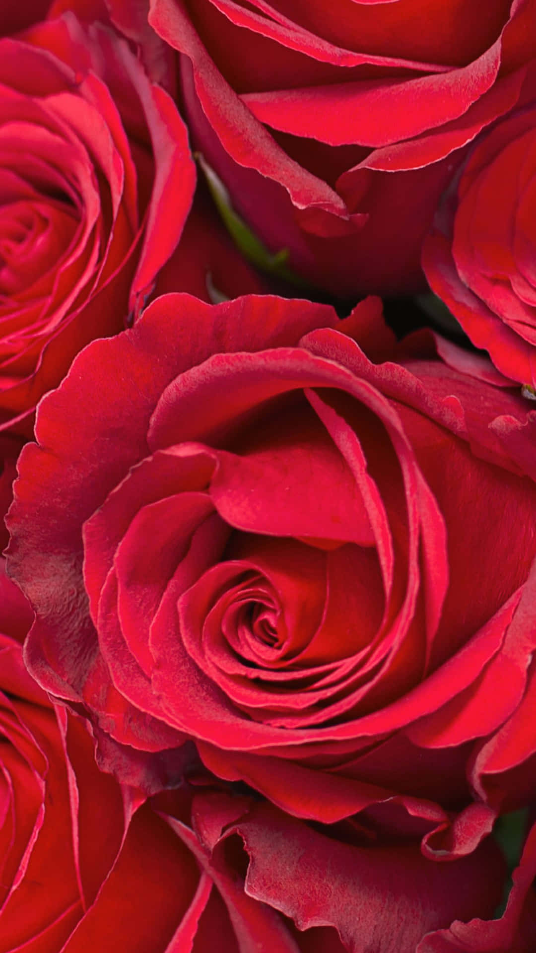 Imágenes de rosas