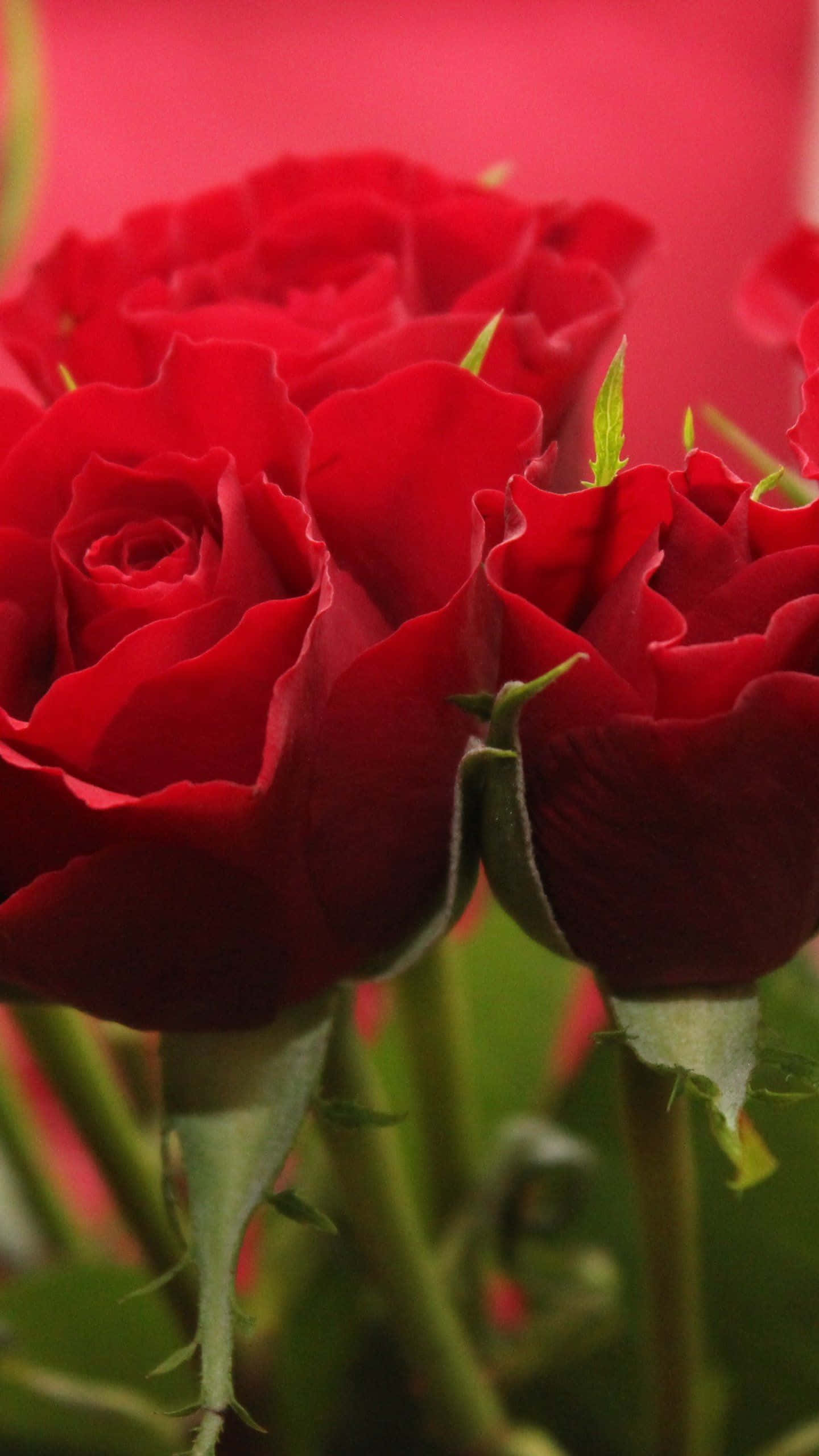 Una Rosa en Plena Floración Fondos de pantalla