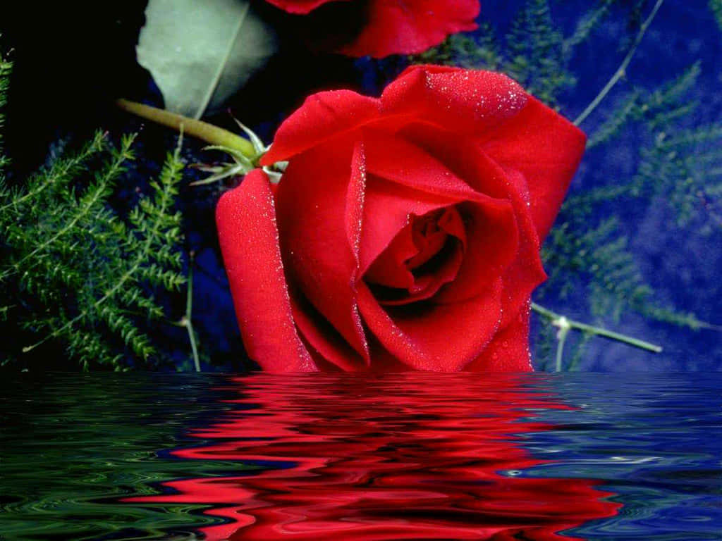 Una rosa floreciendo en su hábitat natural. Fondos de pantalla