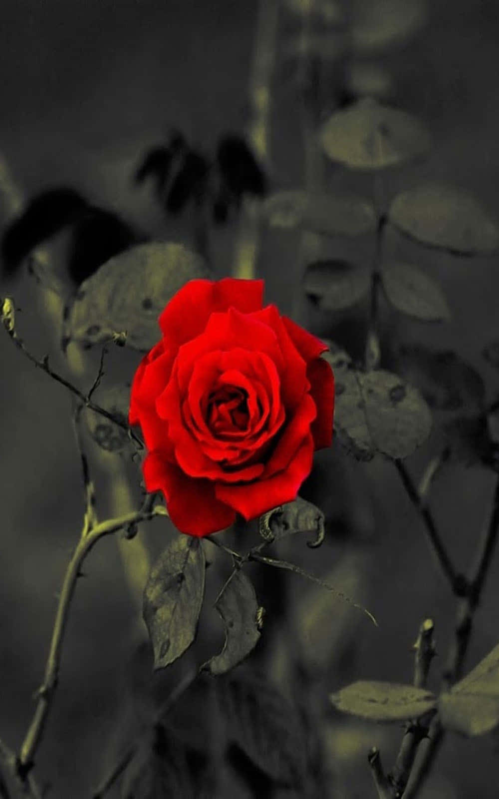 una rosa roja en blanco y negro Fondos de pantalla