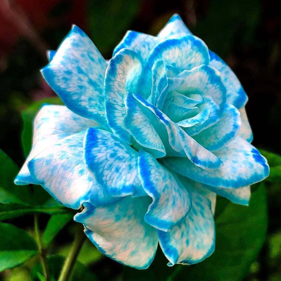 Una rosa roja magníficamente vibrante Fondos de pantalla