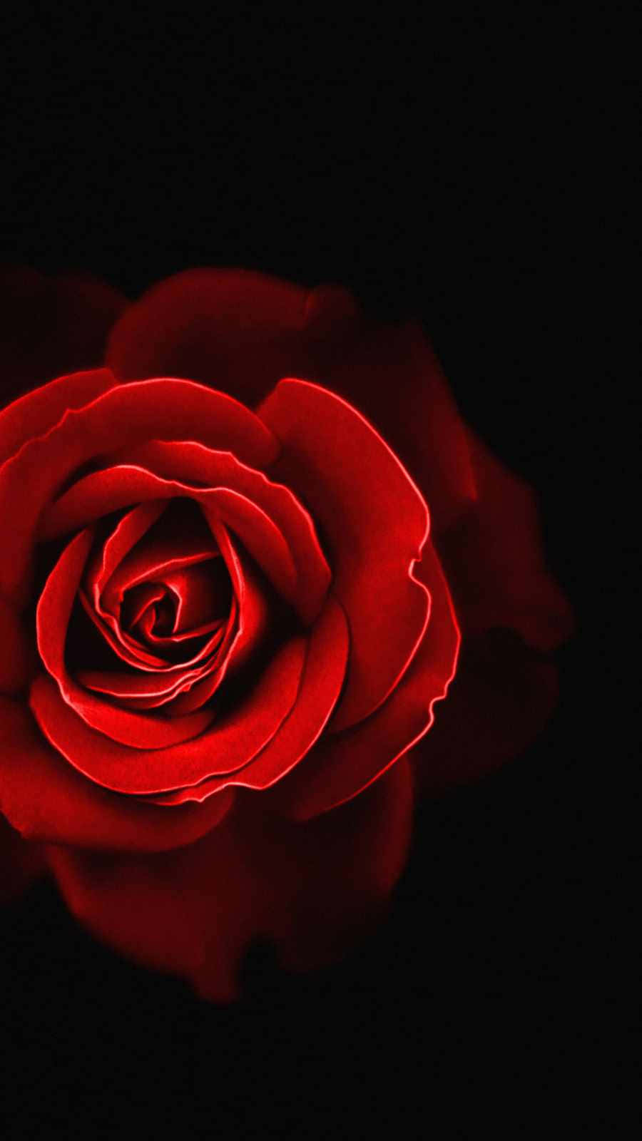 una rosa roja sobre fondo negro Fondos de pantalla