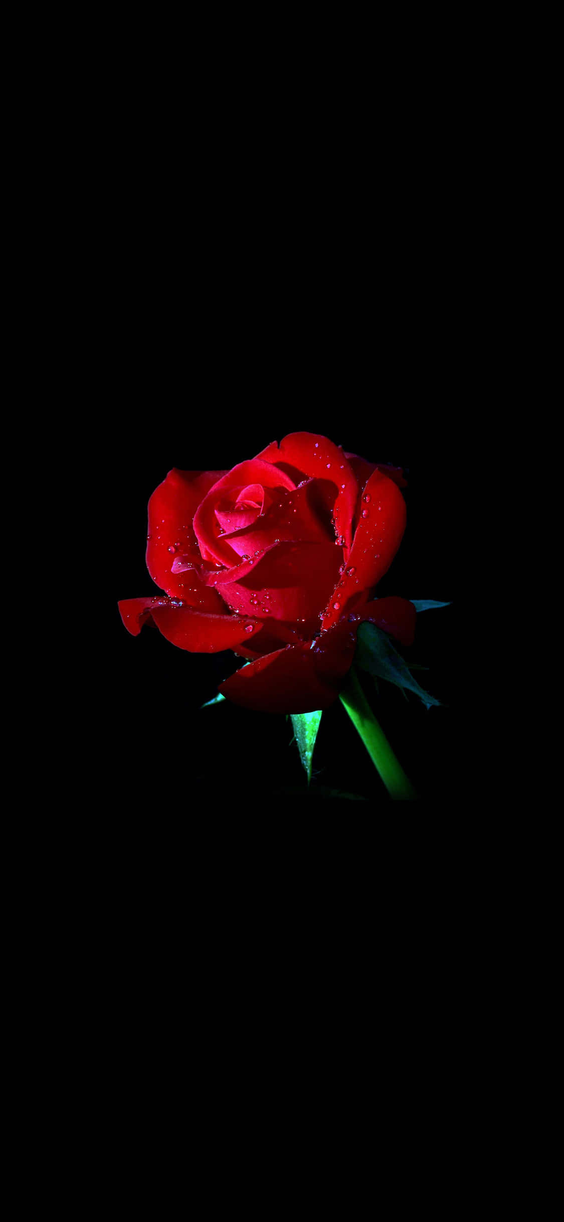 una rosa roja sobre un fondo negro Fondos de pantalla