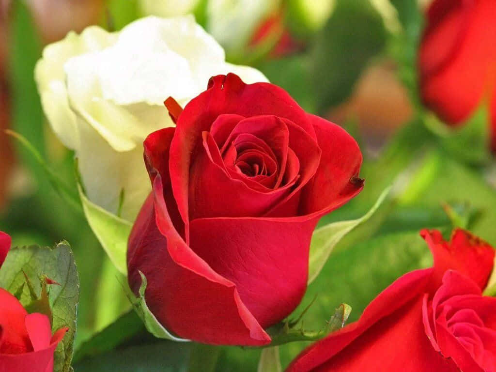 Una rosa roja vibrante en plena floración Fondos de pantalla