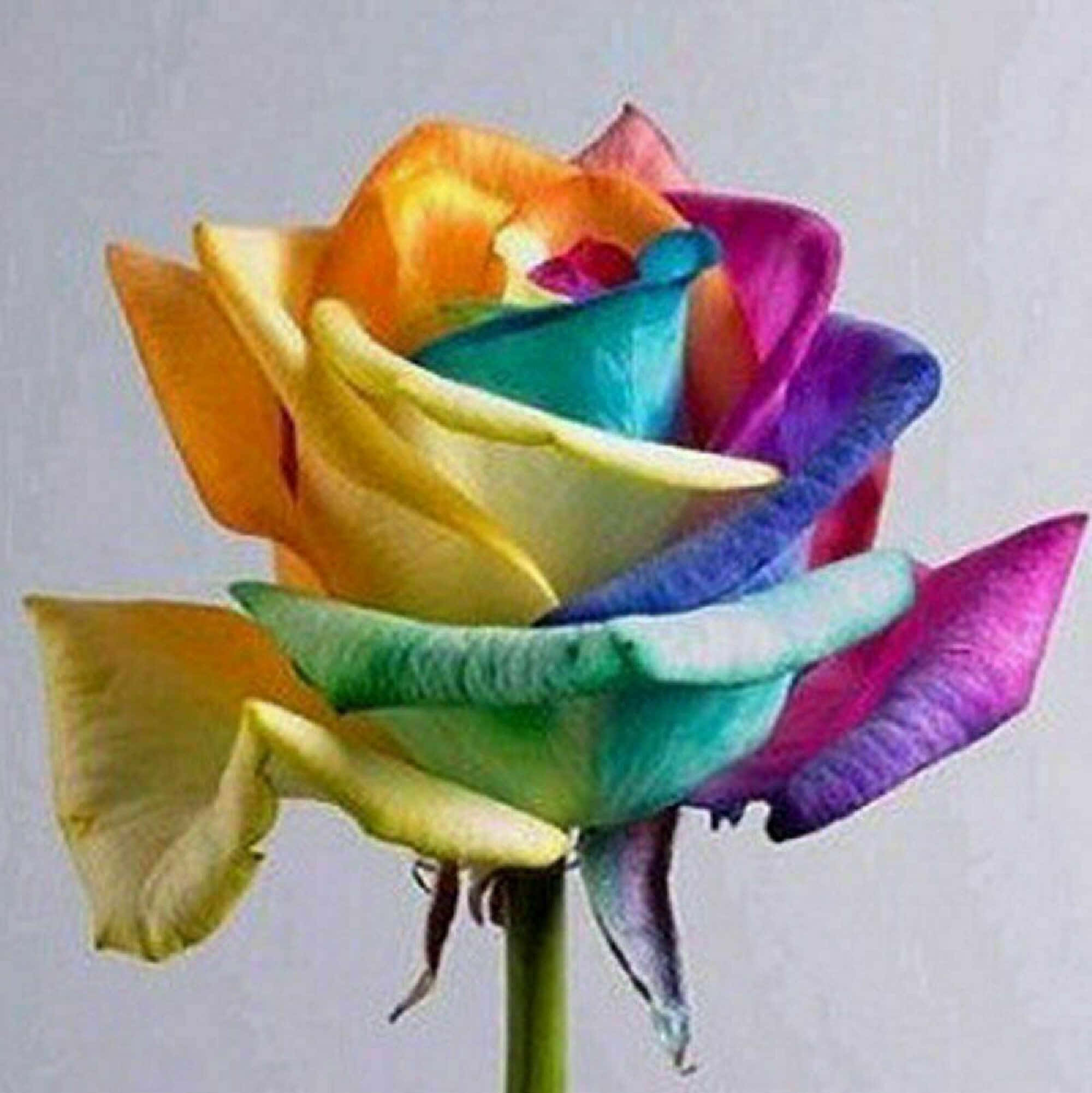 Una rosa romántica de color rosa en plena floración Fondos de pantalla