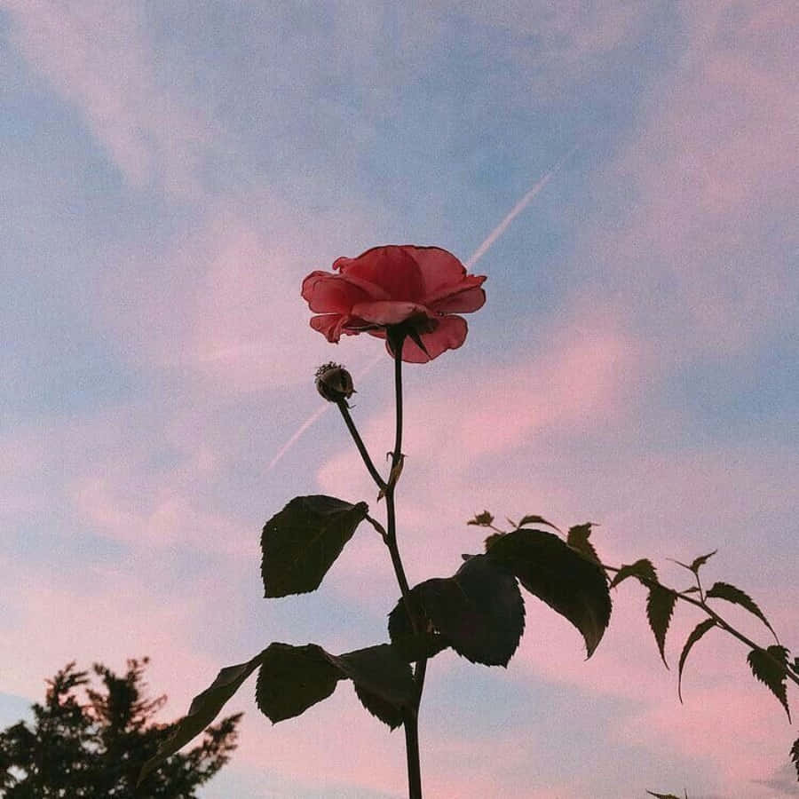 una rosa rosa se alza frente a un cielo rosado Fondos de pantalla