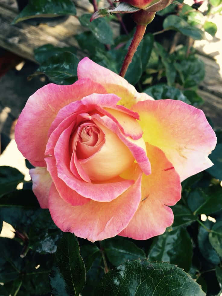 Una rosa rosa se alza alta y orgullosa en un jardín lleno de colores vibrantes Fondos de pantalla
