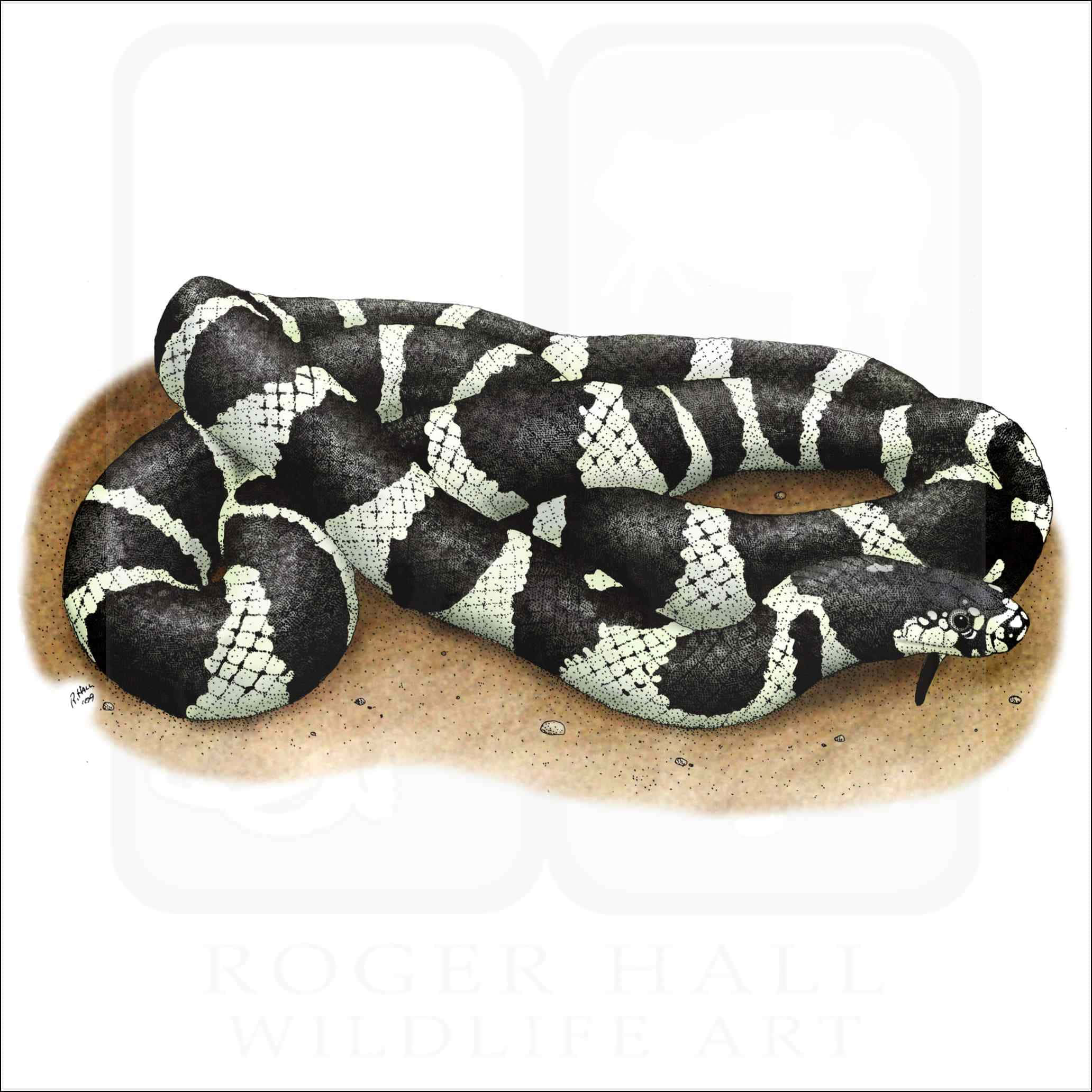 Una Serpiente Rey Cubierta de Hermosas Rayas Marrones y Negras Fondos de pantalla