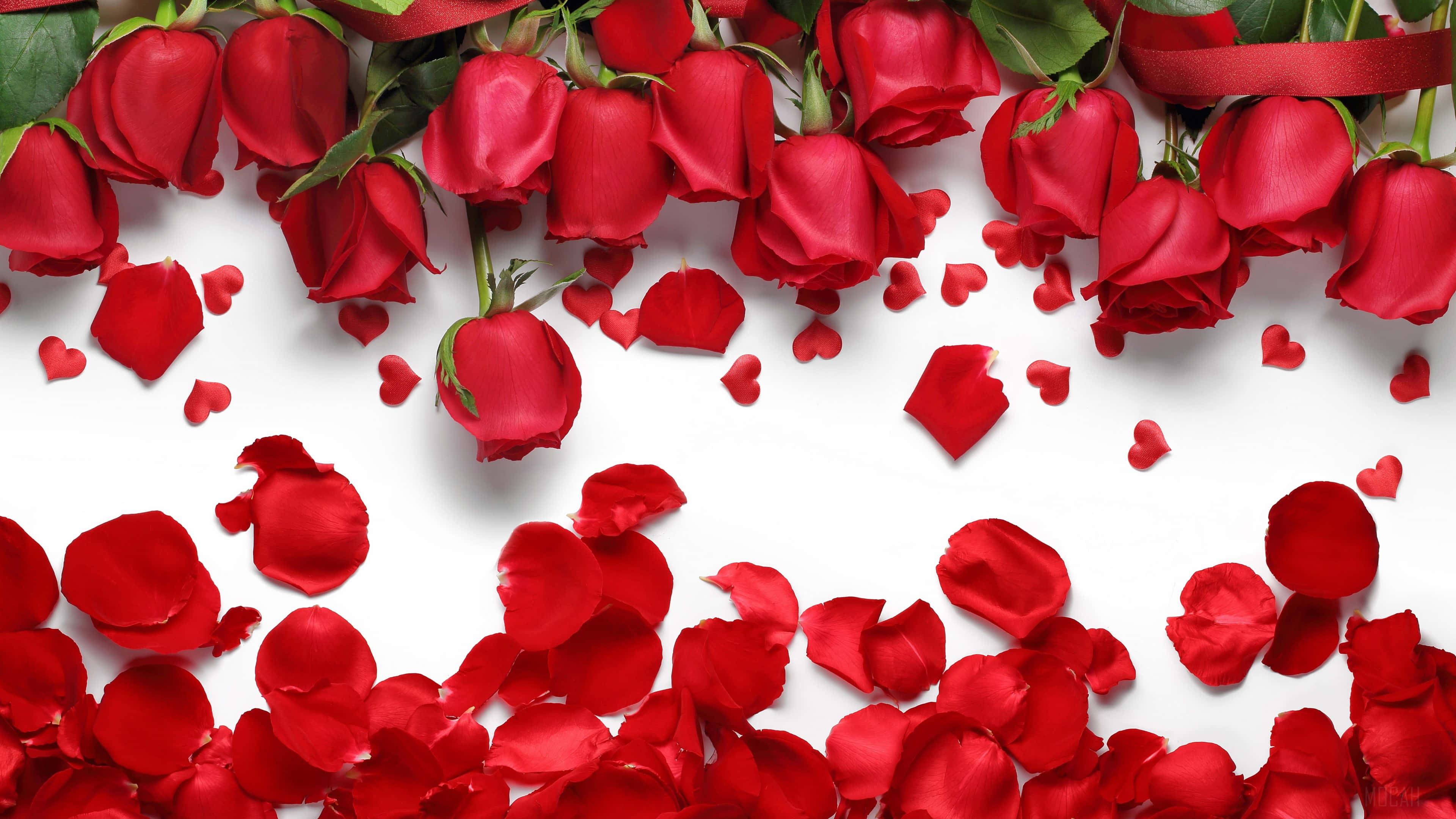 Una sola rosa roja en plena floración. Fondos de pantalla
