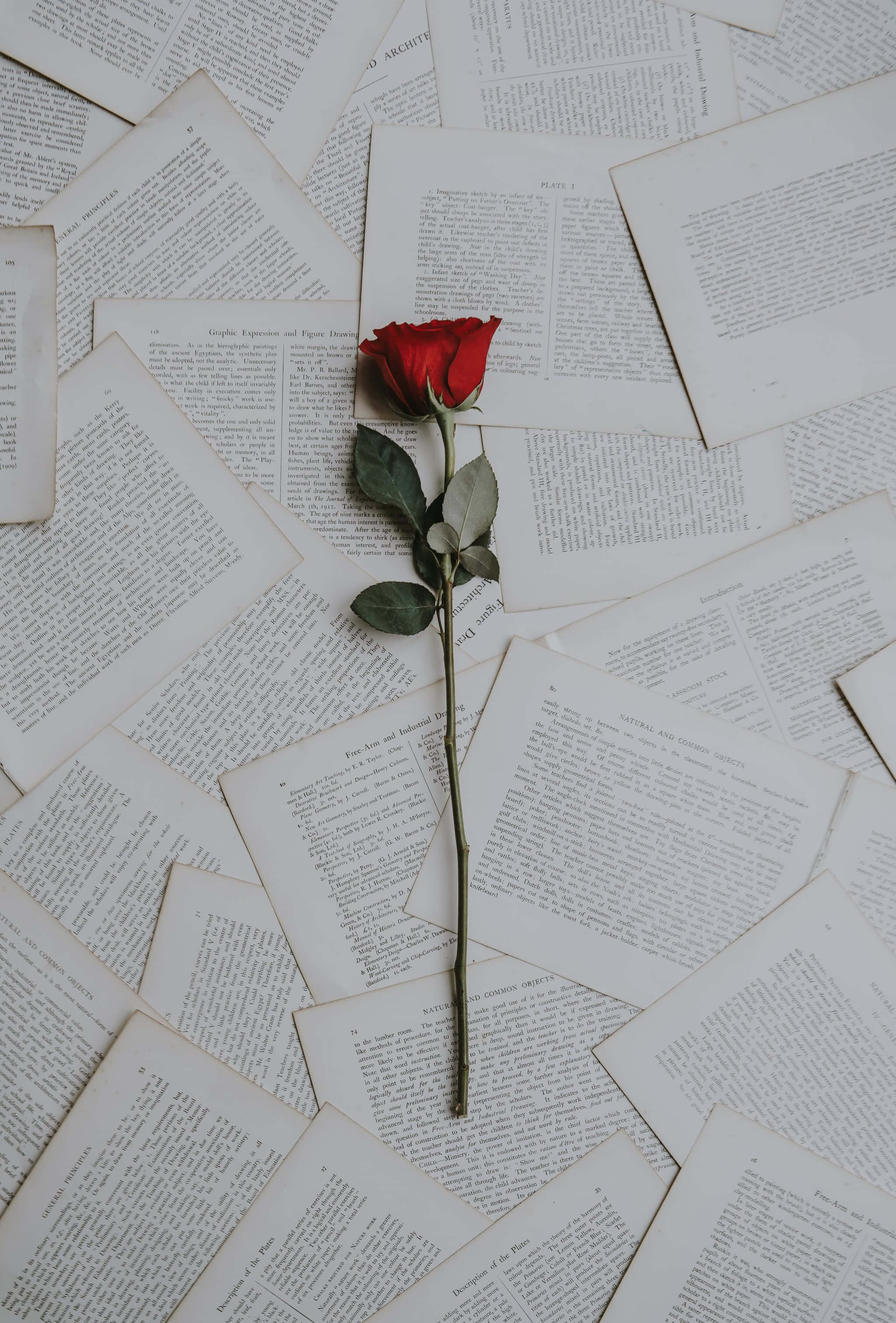 una sola rosa roja sobre una pila de libros Fondos de pantalla