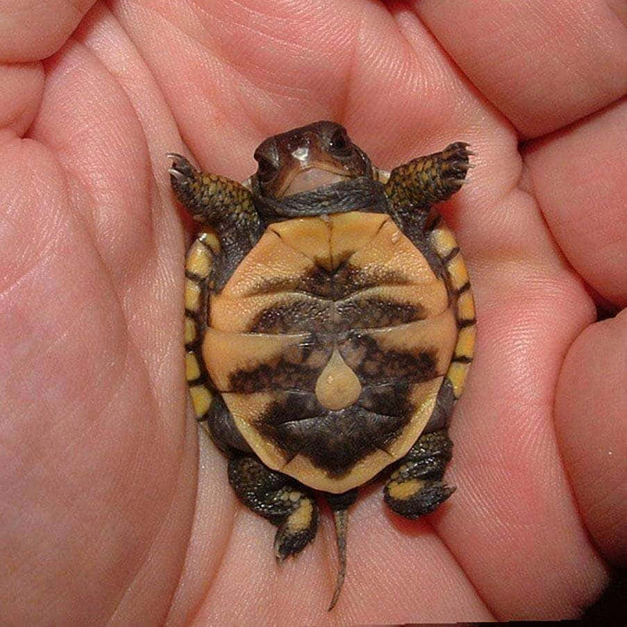 ¡Una sonrisa amigable de esta linda tortuga! Fondos de pantalla