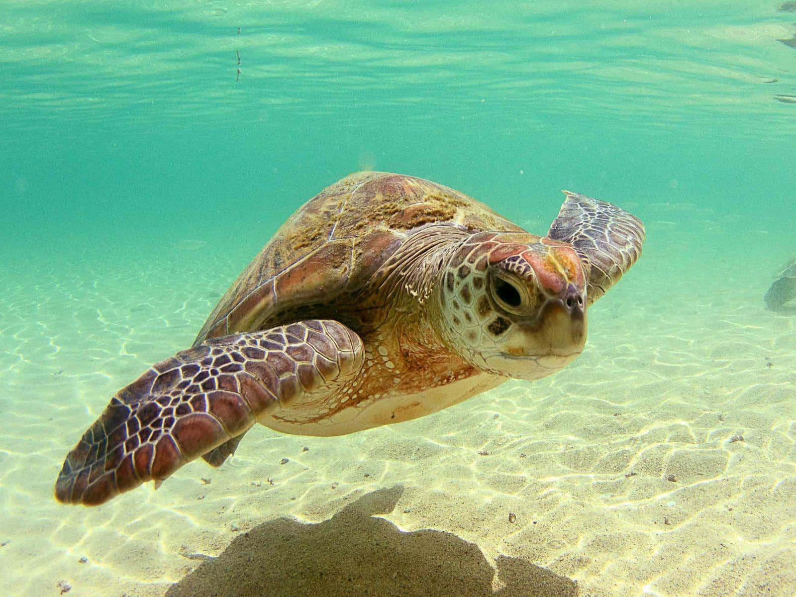 Una tortuga contenta y feliz nadando tranquilamente en un estanque sereno y cristalino Fondos de pantalla