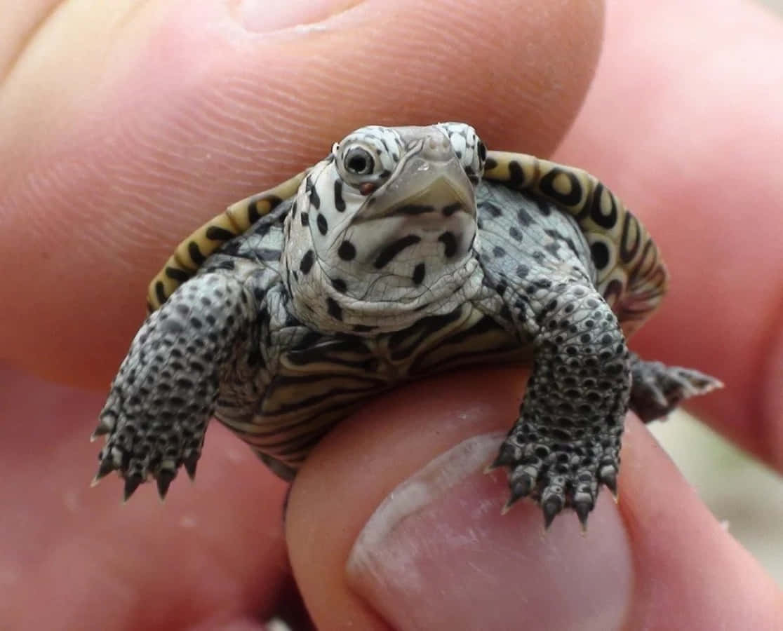 Una Tortuga Linda, Relajándose al Sol Fondos de pantalla