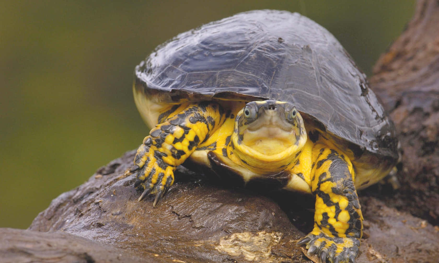 Una tortuga linda disfrutando una siesta Fondos de pantalla
