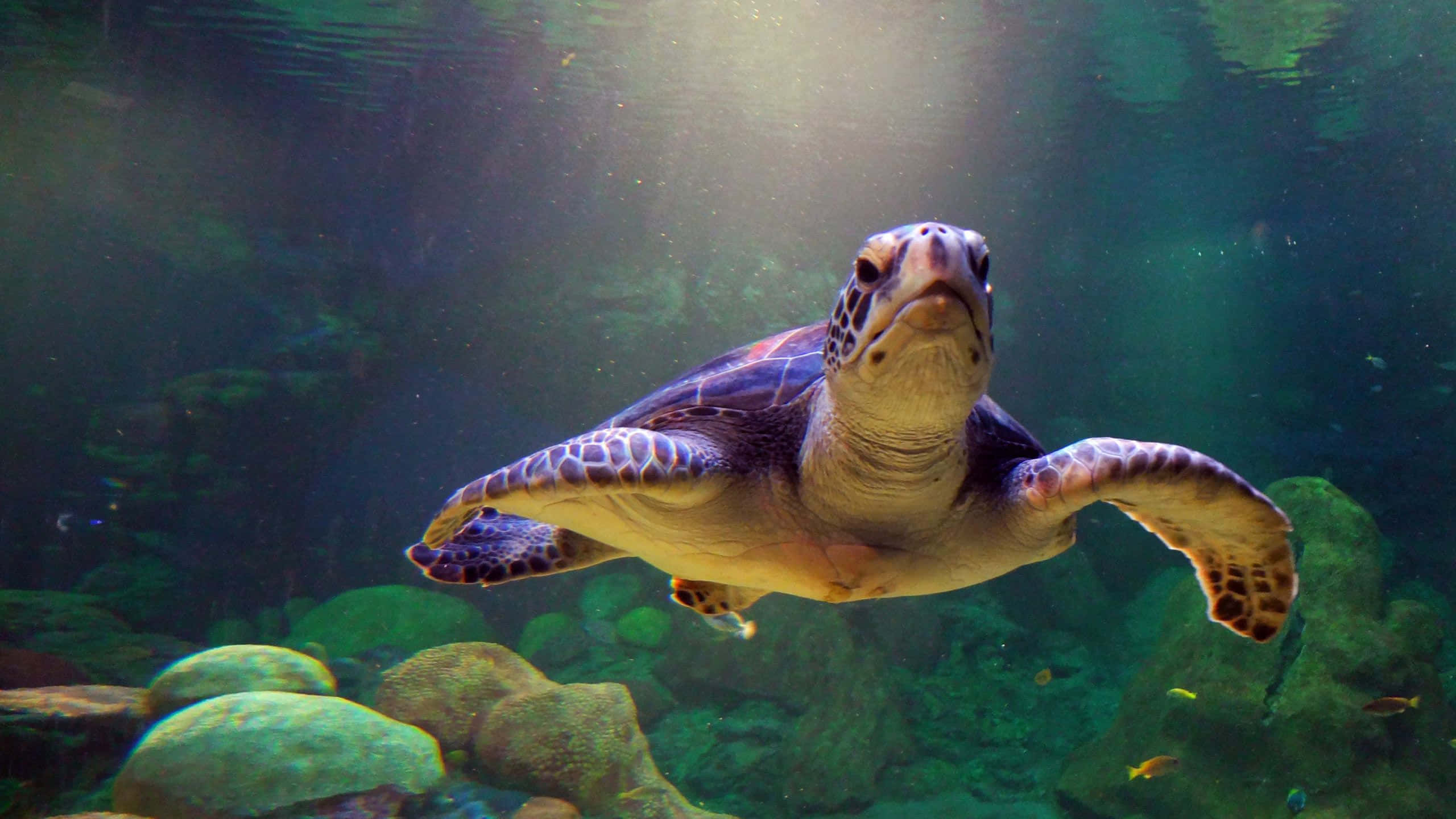 una tortuga nadando en un acuario con rocas y coral Fondos de pantalla