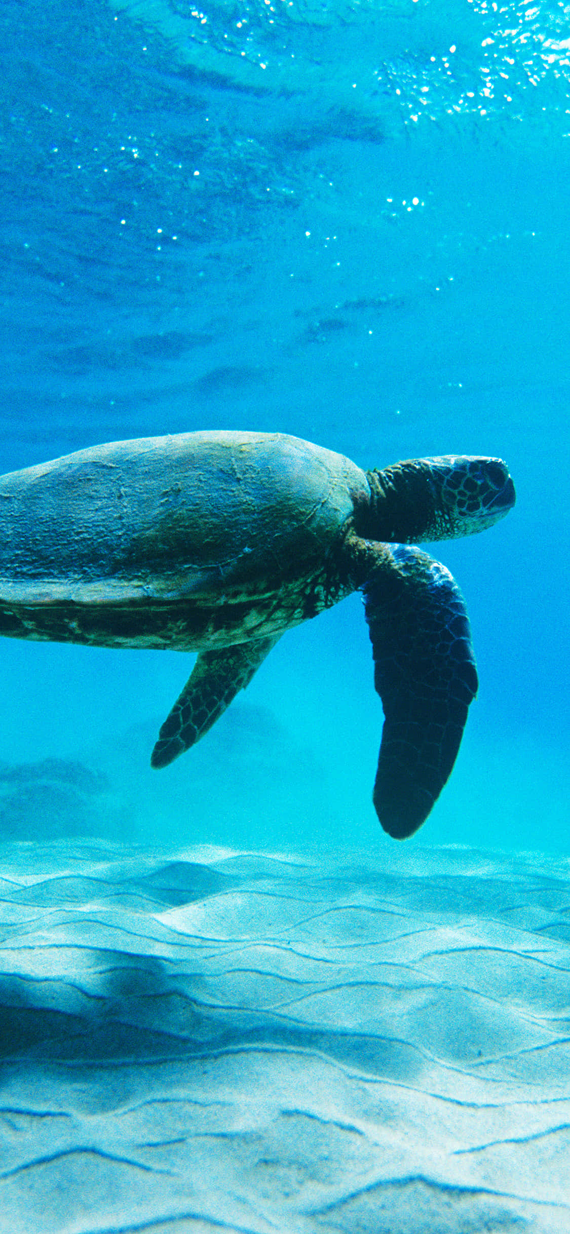 una tortuga nadando en el océano Fondos de pantalla