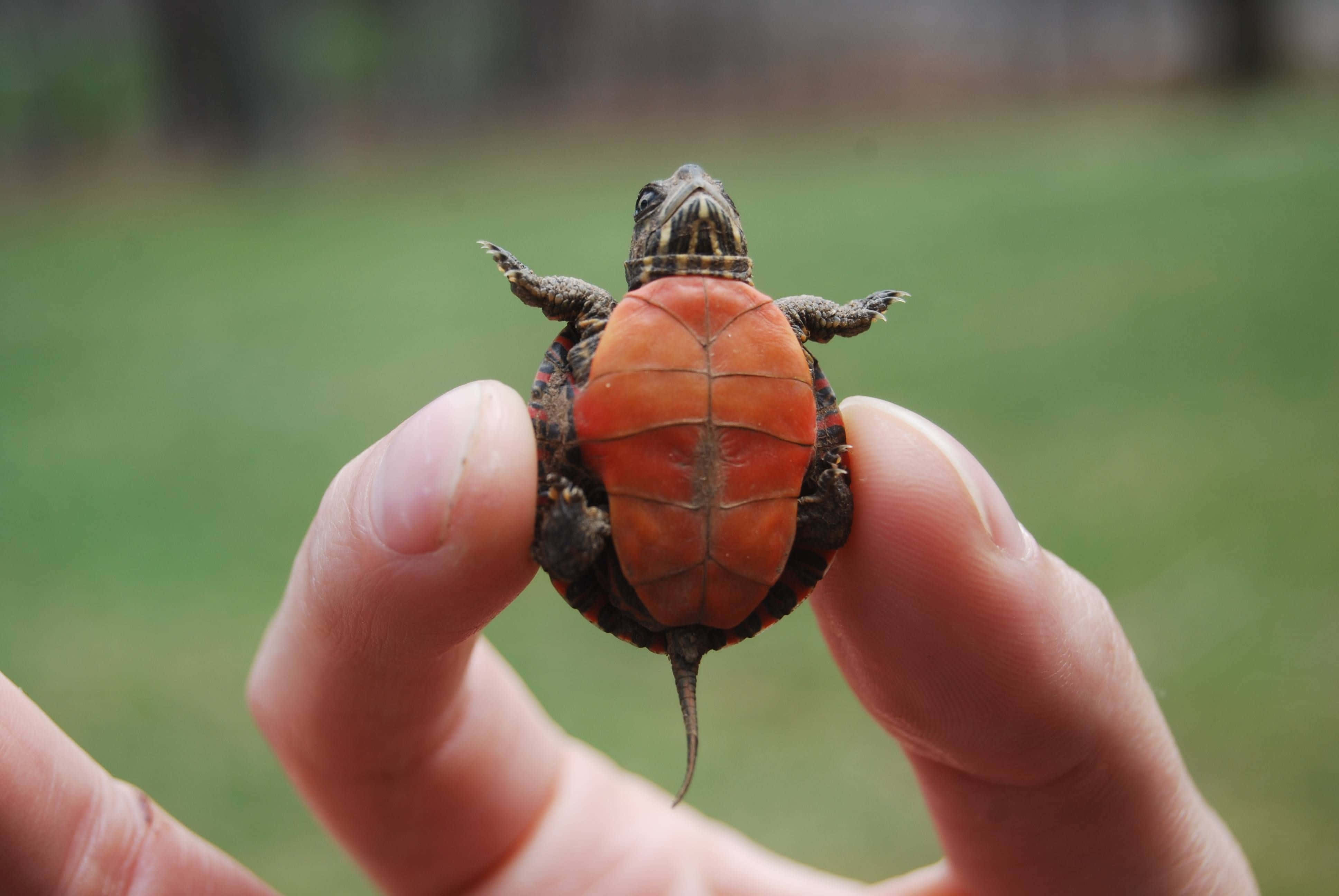 Una Tortuga Sonriendo a la Cámara Fondos de pantalla