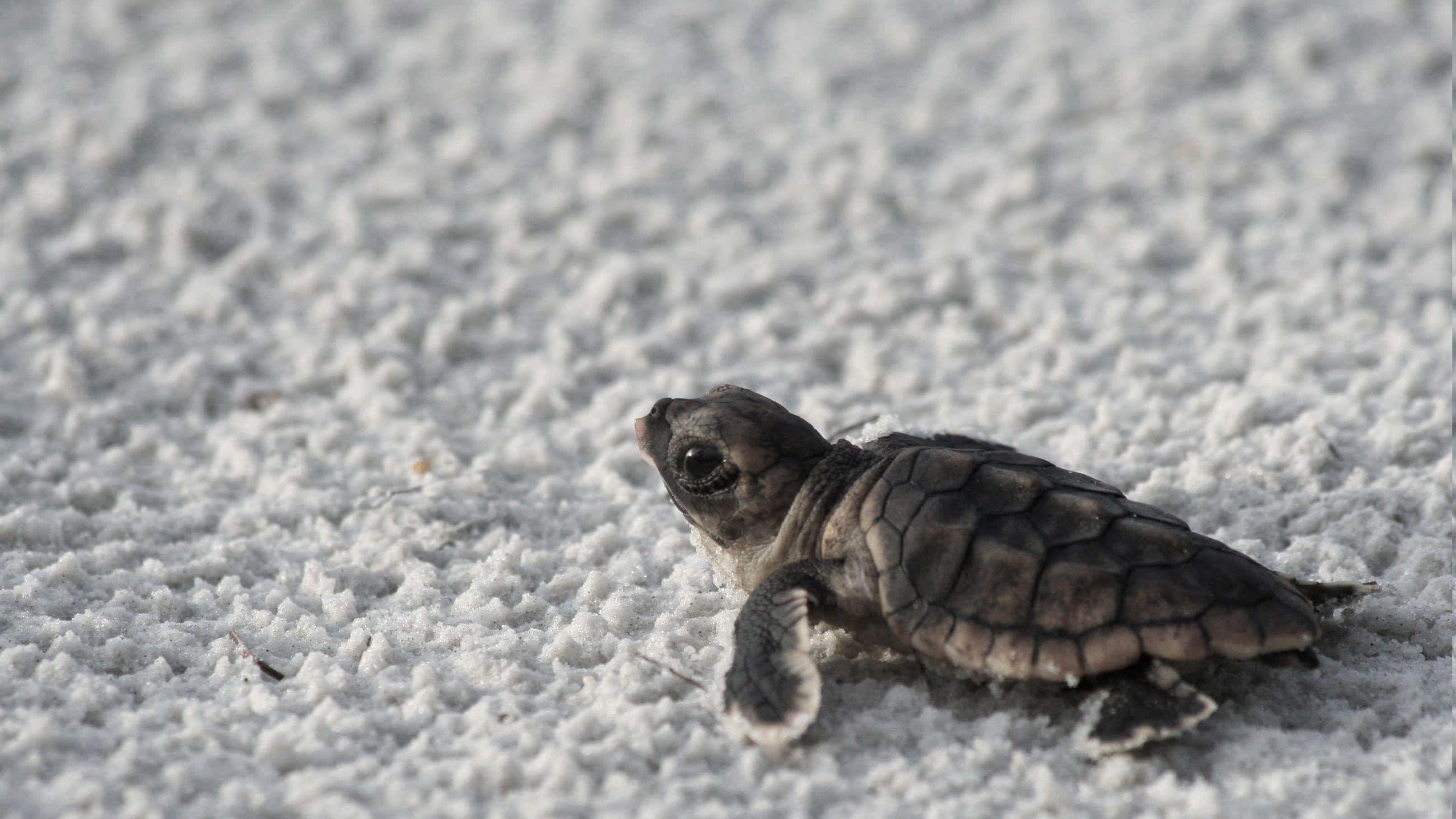 Una Tortuguita Muy Linda y Segura Fondos de pantalla