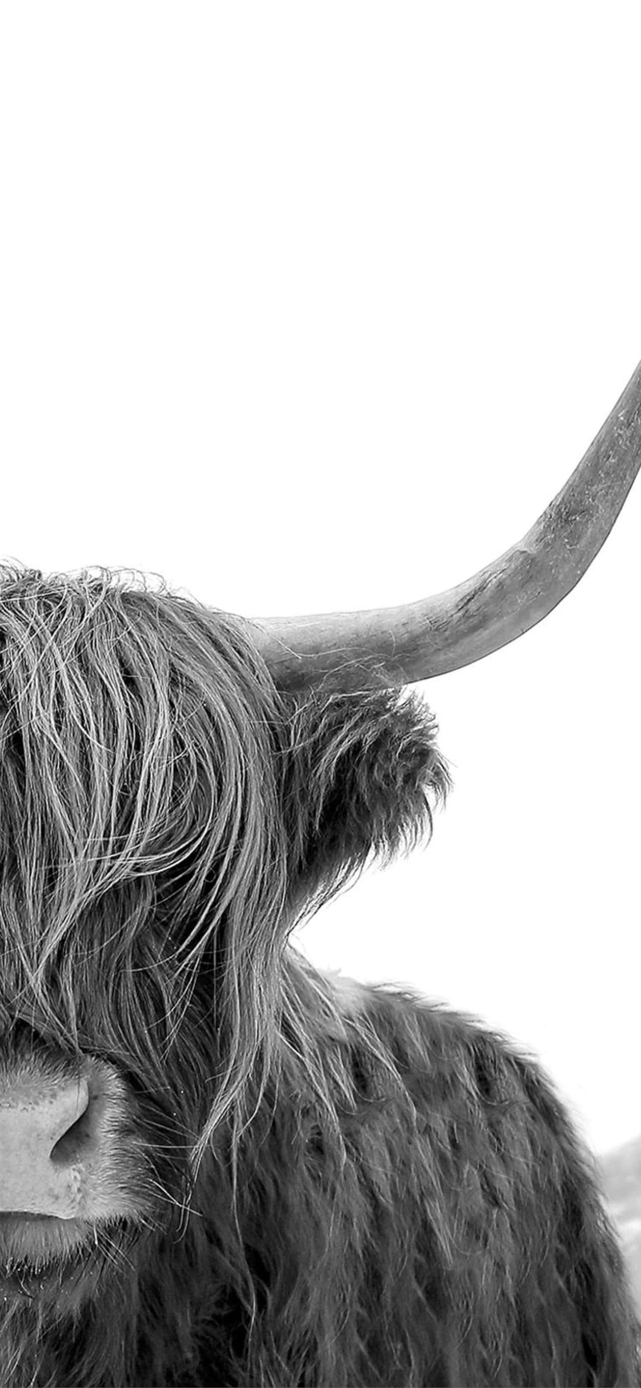 una vaca con cuernos largos Fondos de pantalla