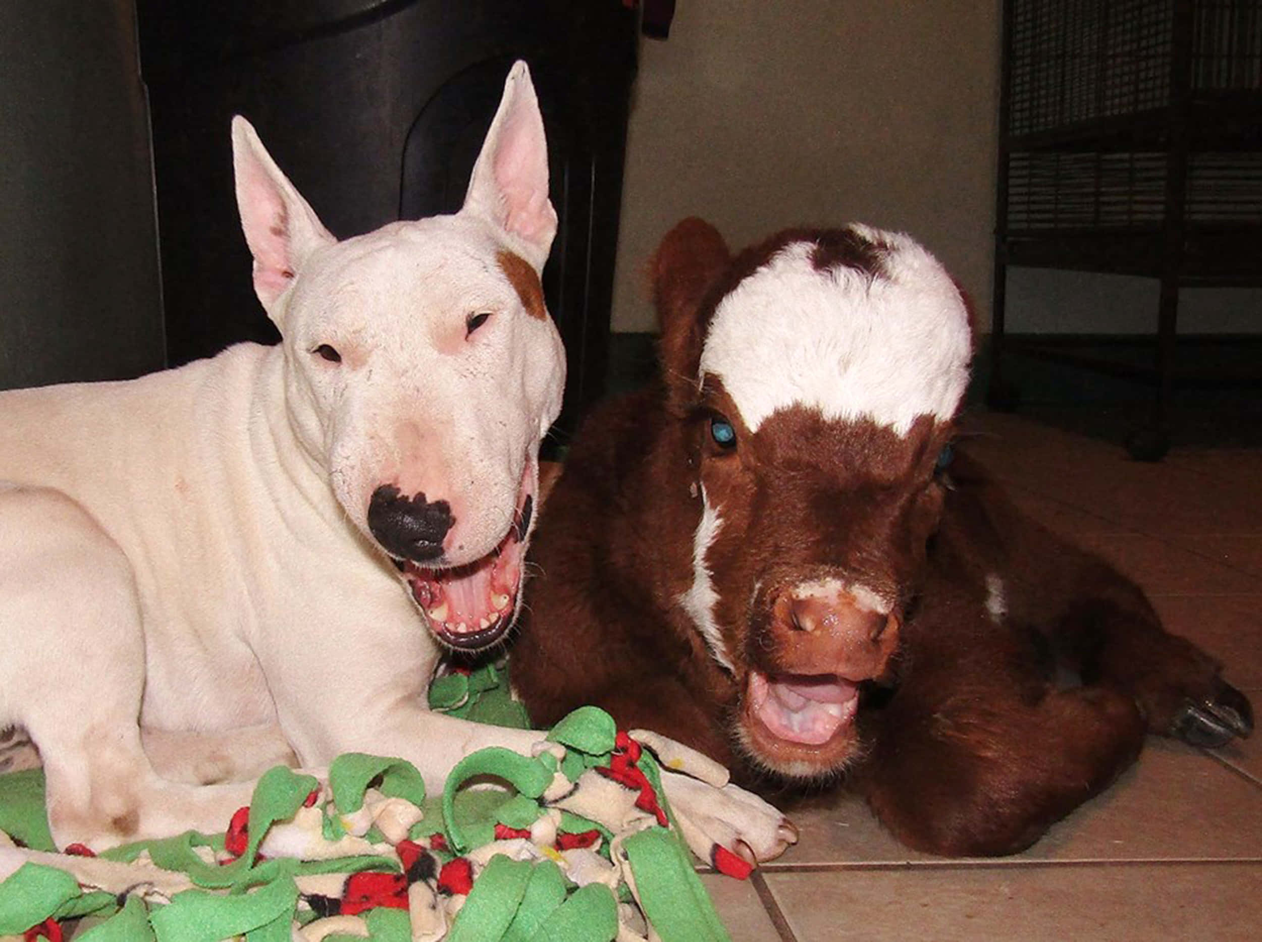 una vaca y un perro Fondos de pantalla