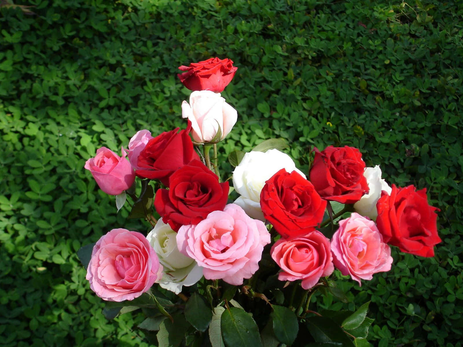Una vibrante flor de rosa roja intensa en plena floración Fondos de pantalla