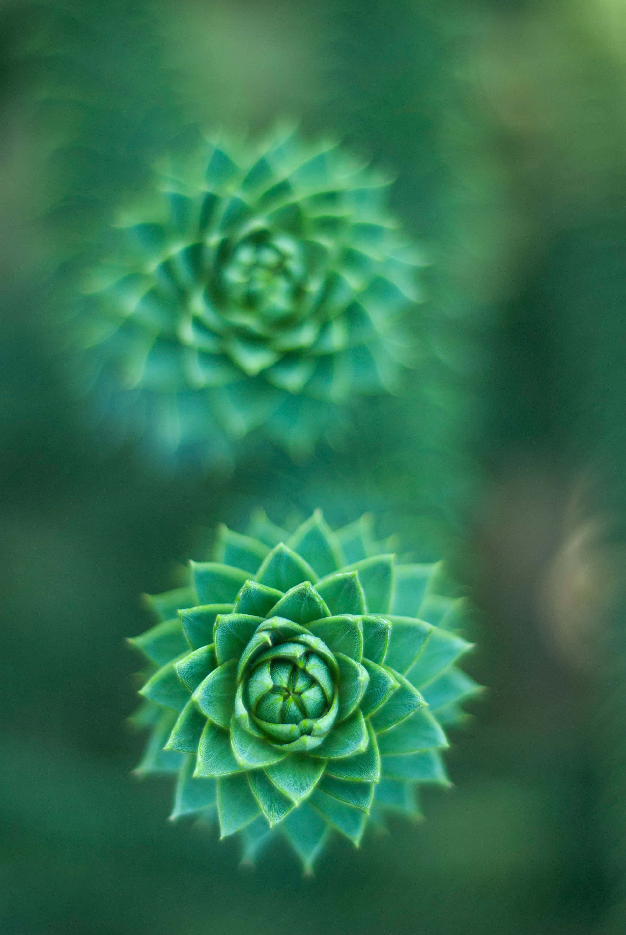 Una vibrante flor verde floreciendo en todo su esplendor Fondos de pantalla