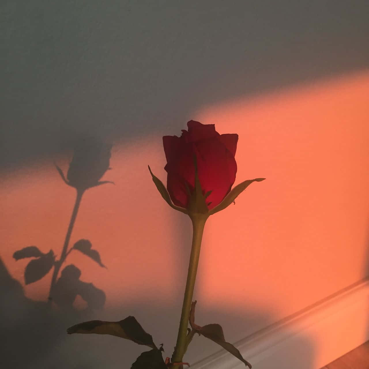Una vibrante rosa roja destaca en una estética de enfoque suave. Fondos de pantalla