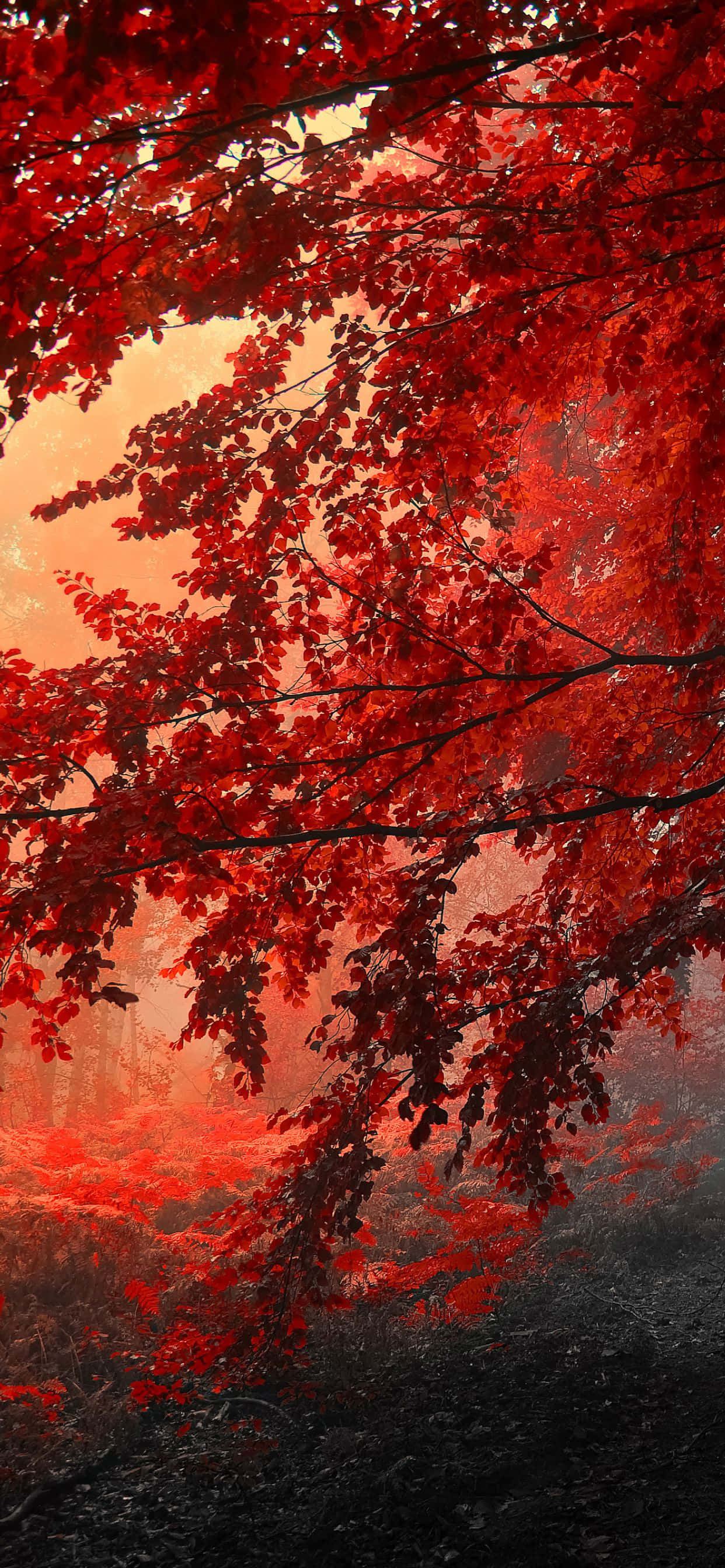 Una vista de cerca de un vibrante fondo otoñal en el iPhone Xs Max Fondos de pantalla