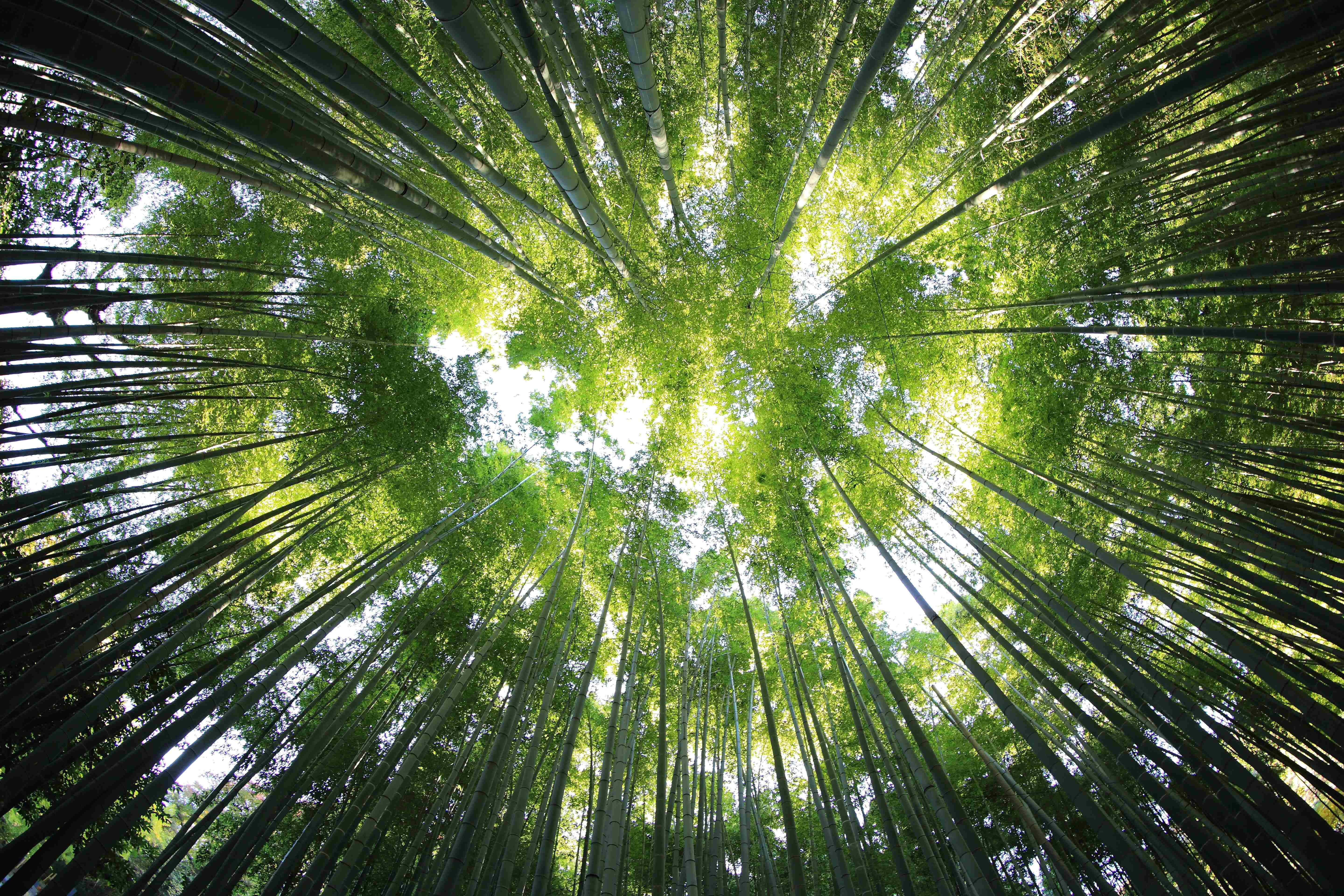una vista de un bosque de bambú con árboles verdes Fondos de pantalla