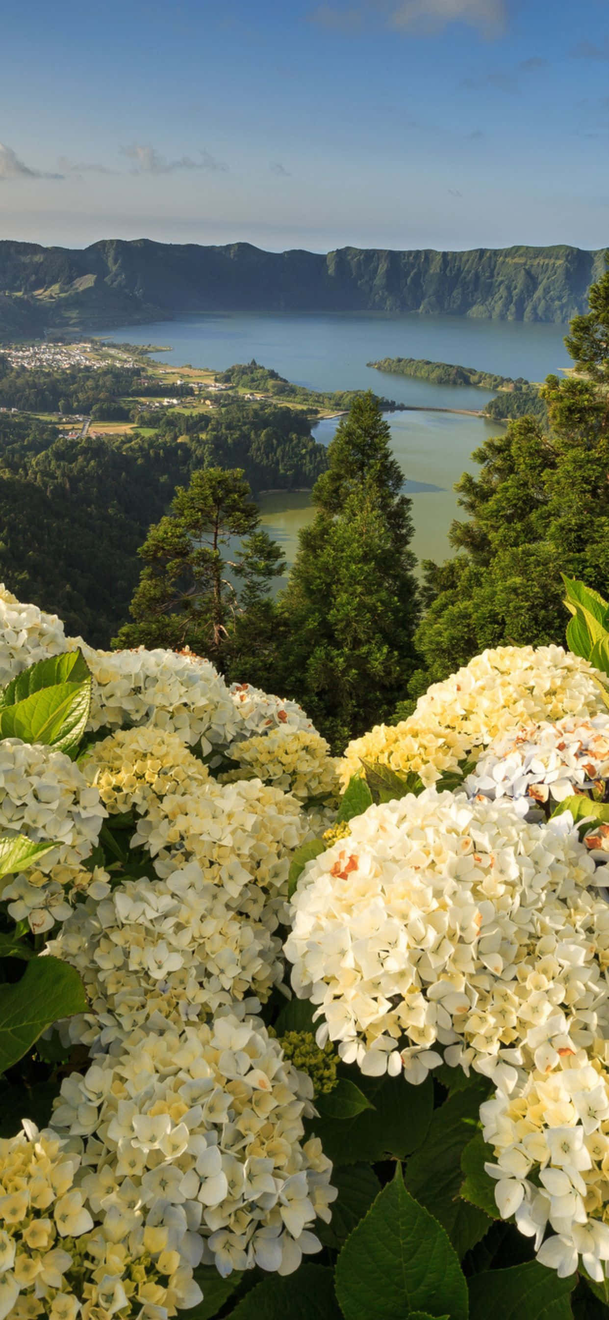 una vista de un lago con flores blancas Fondos de pantalla