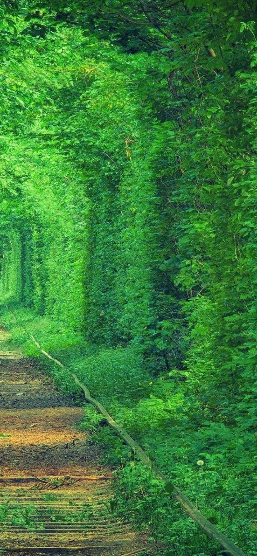 Una vista espectacular de la naturaleza en un paisaje vertical Fondos de pantalla