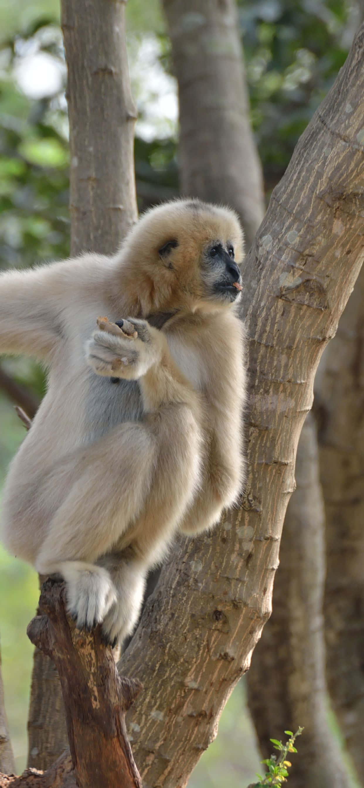 Una vista impresionante del iPhone Xs Max y un Gibbon Fondos de pantalla
