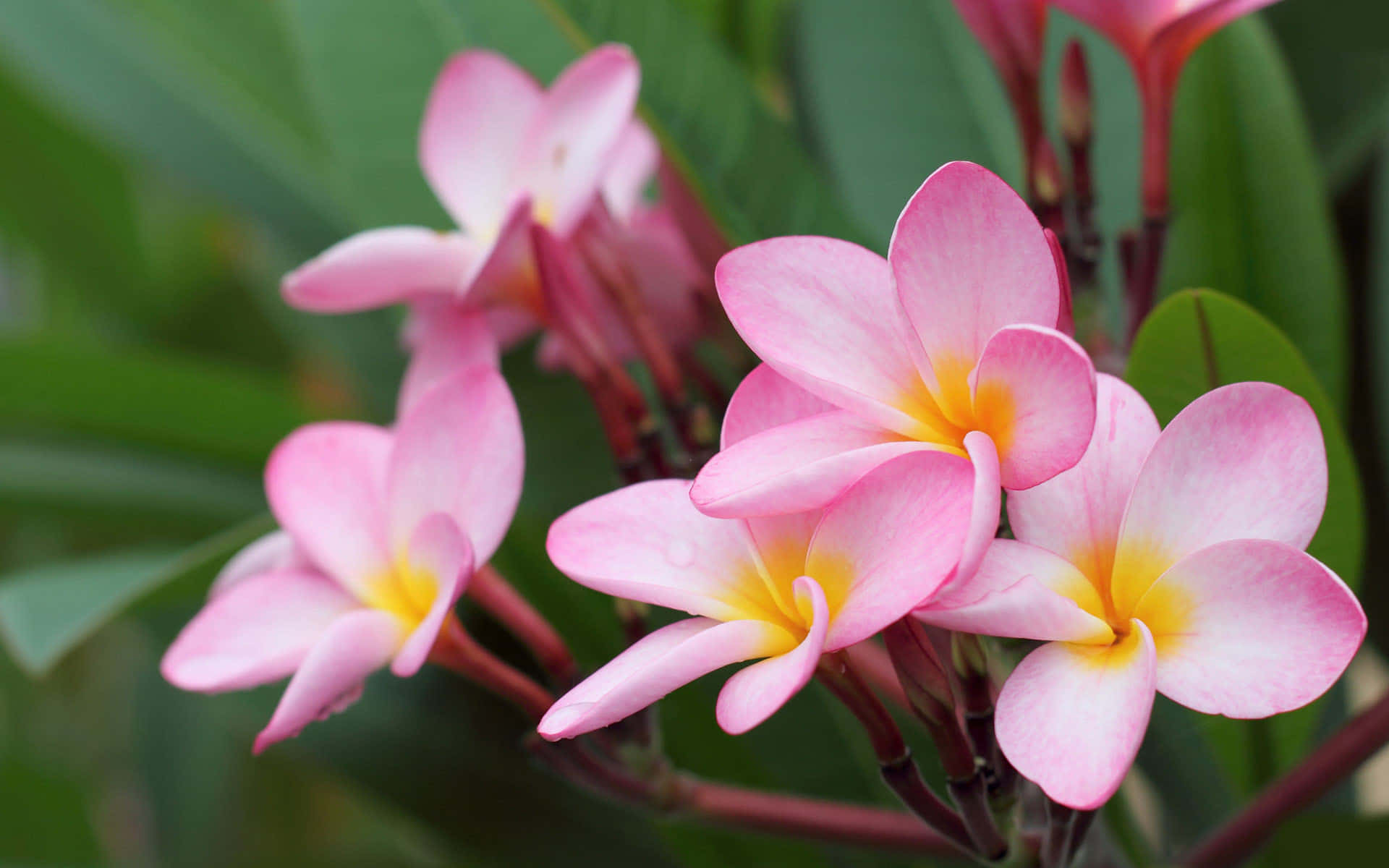 Una vista impresionante: una hermosa flor en plena floración Fondos de pantalla