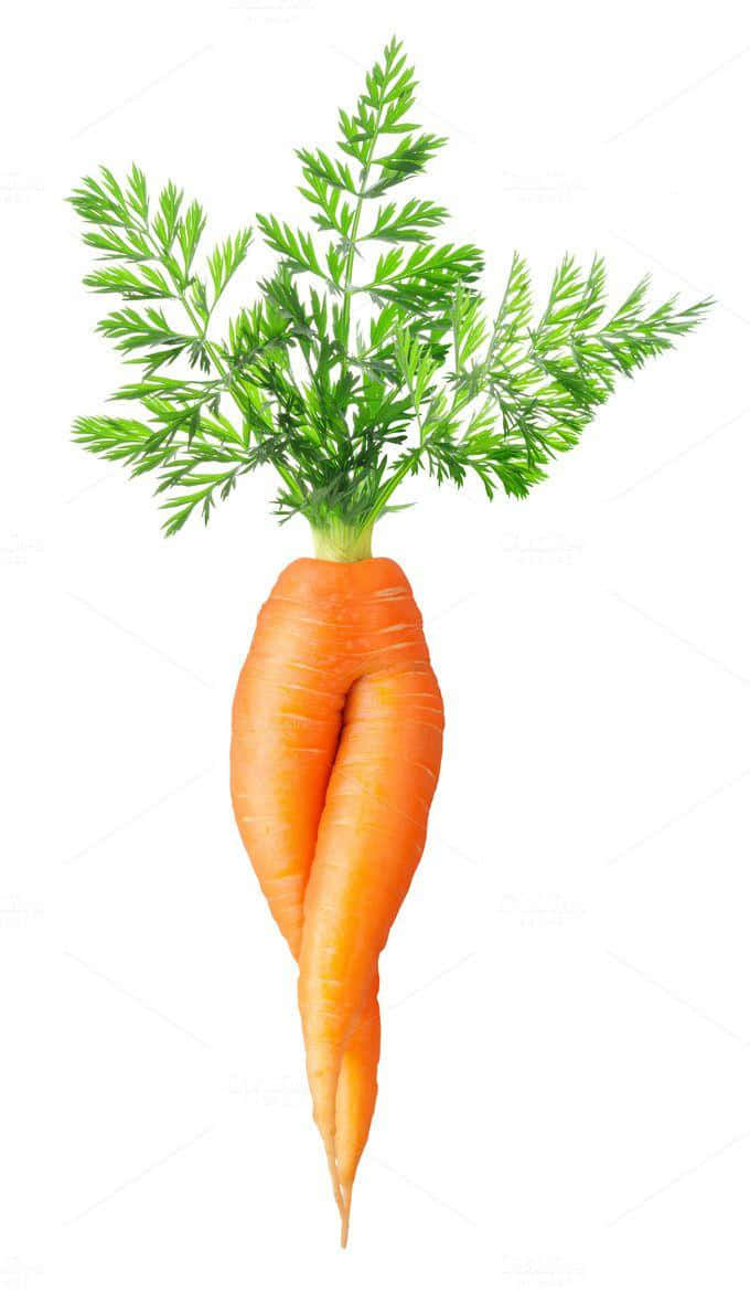 Una zanahoria naranja recién cosechada Fondos de pantalla
