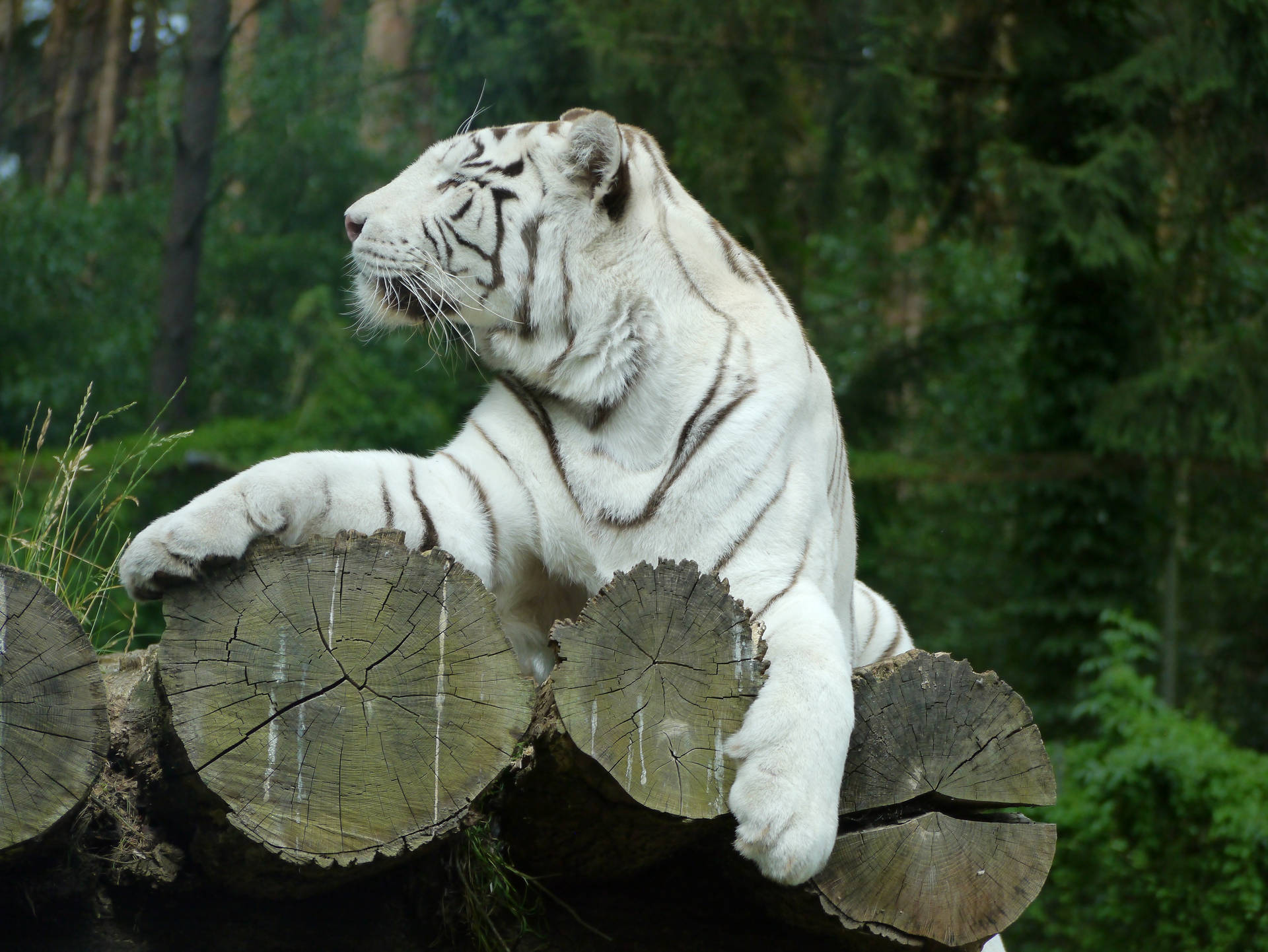 Fondo de pantalla majestuoso de un tigre blanco sentado sobre troncos.